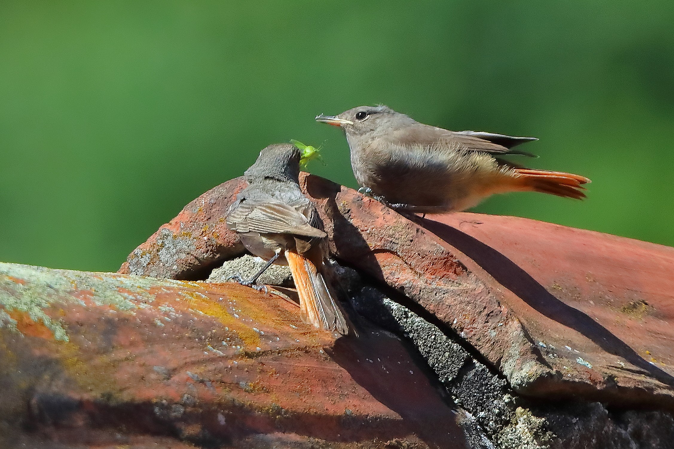 Codirossi S 09 luglio 2025 - 0043