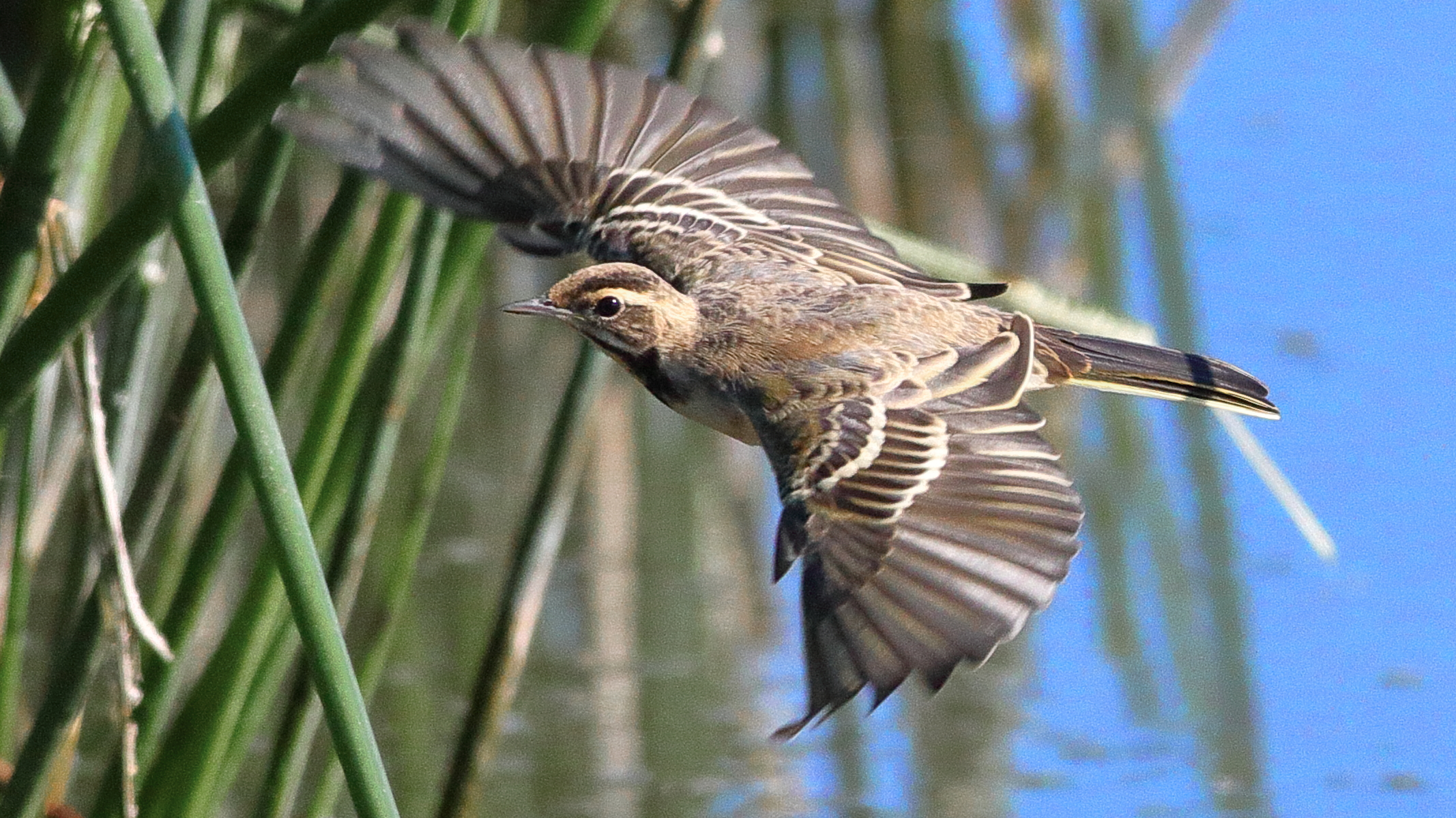 Lavandera Boyera, Motacilla Flava