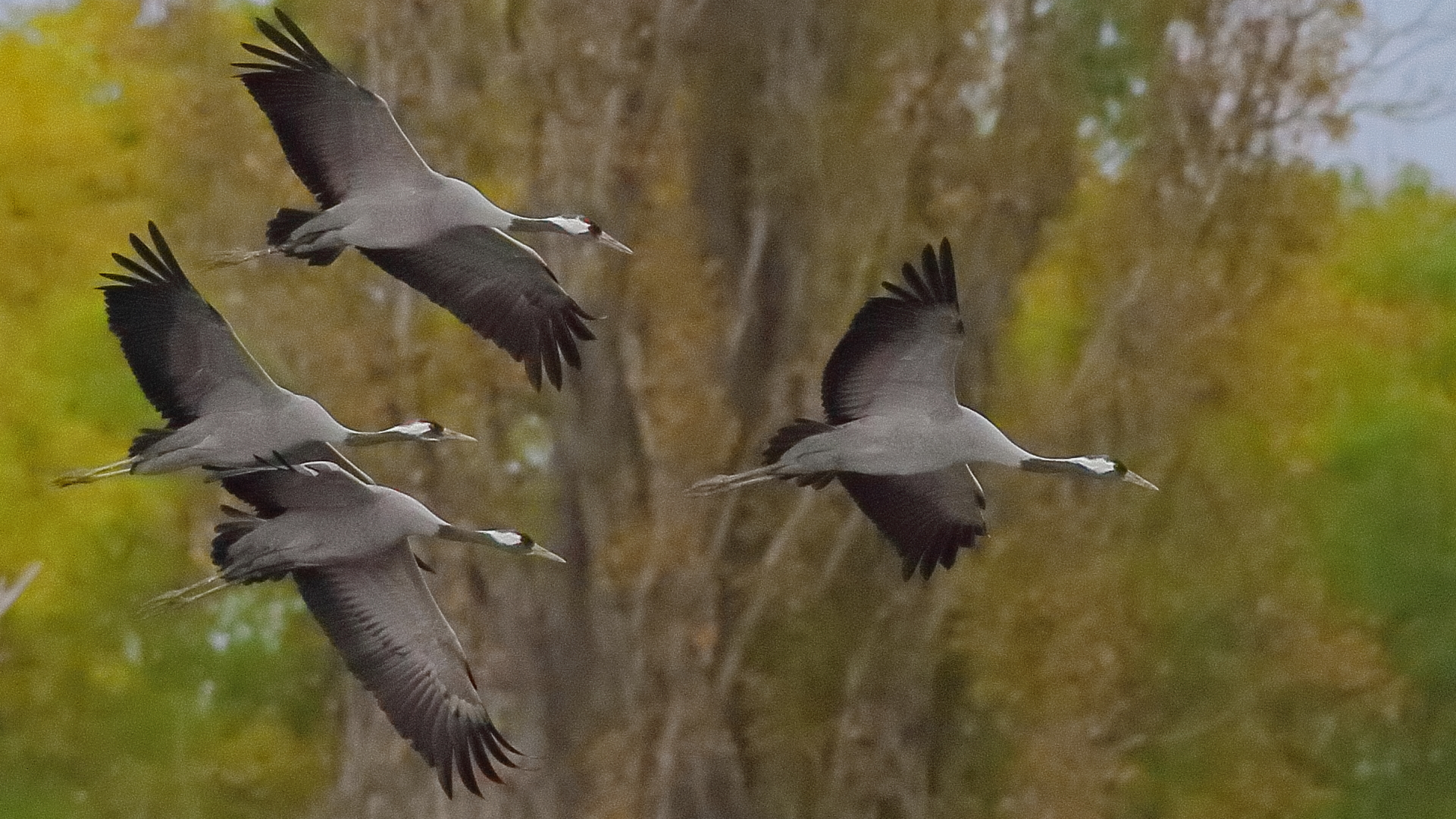 Grulla, Grus Grus