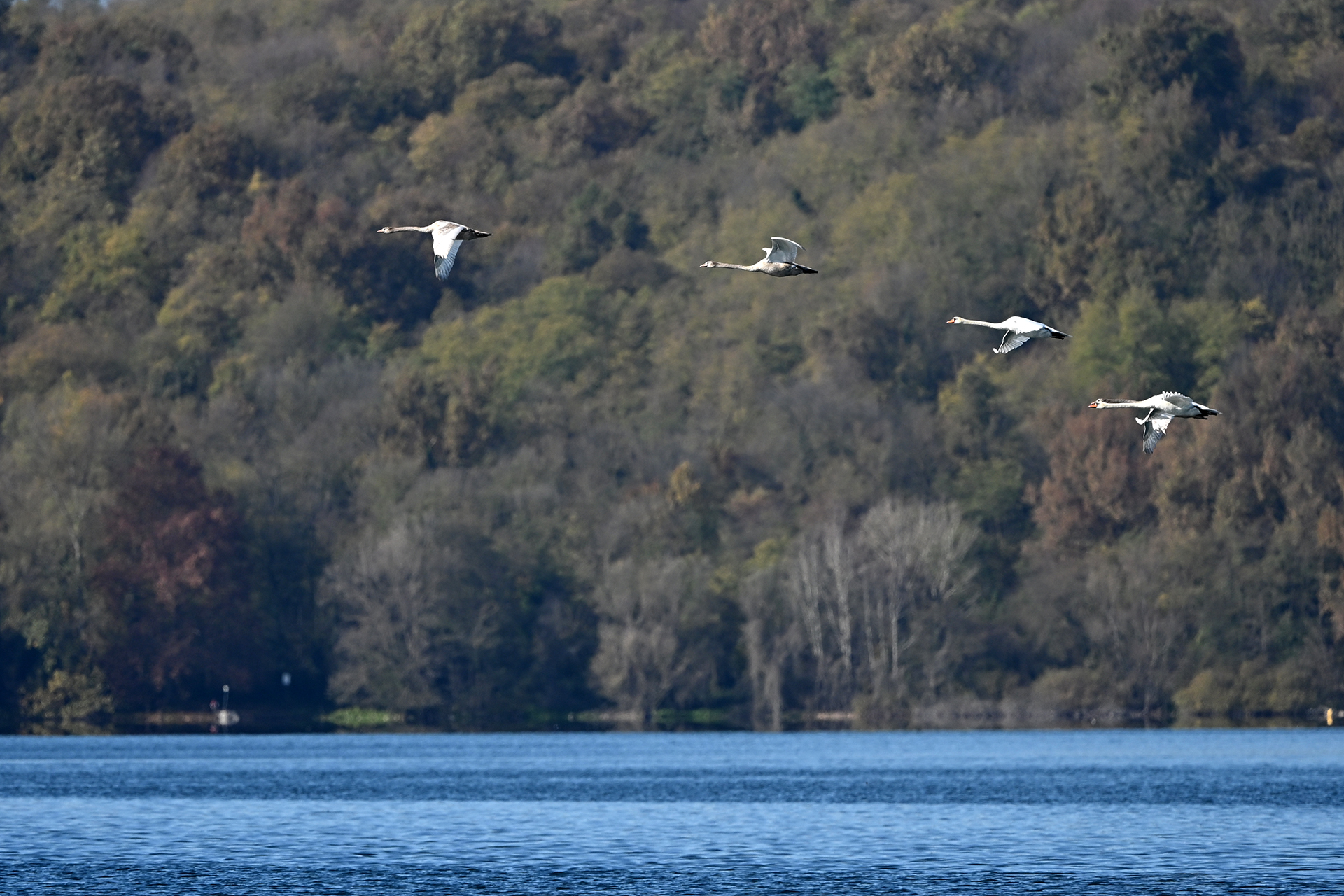 Swans flying over Lake Viverone