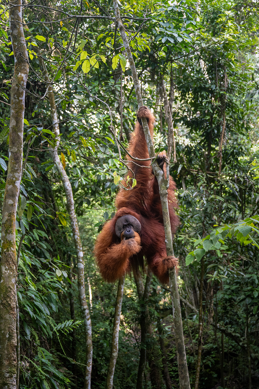 Il guardiano della foresta