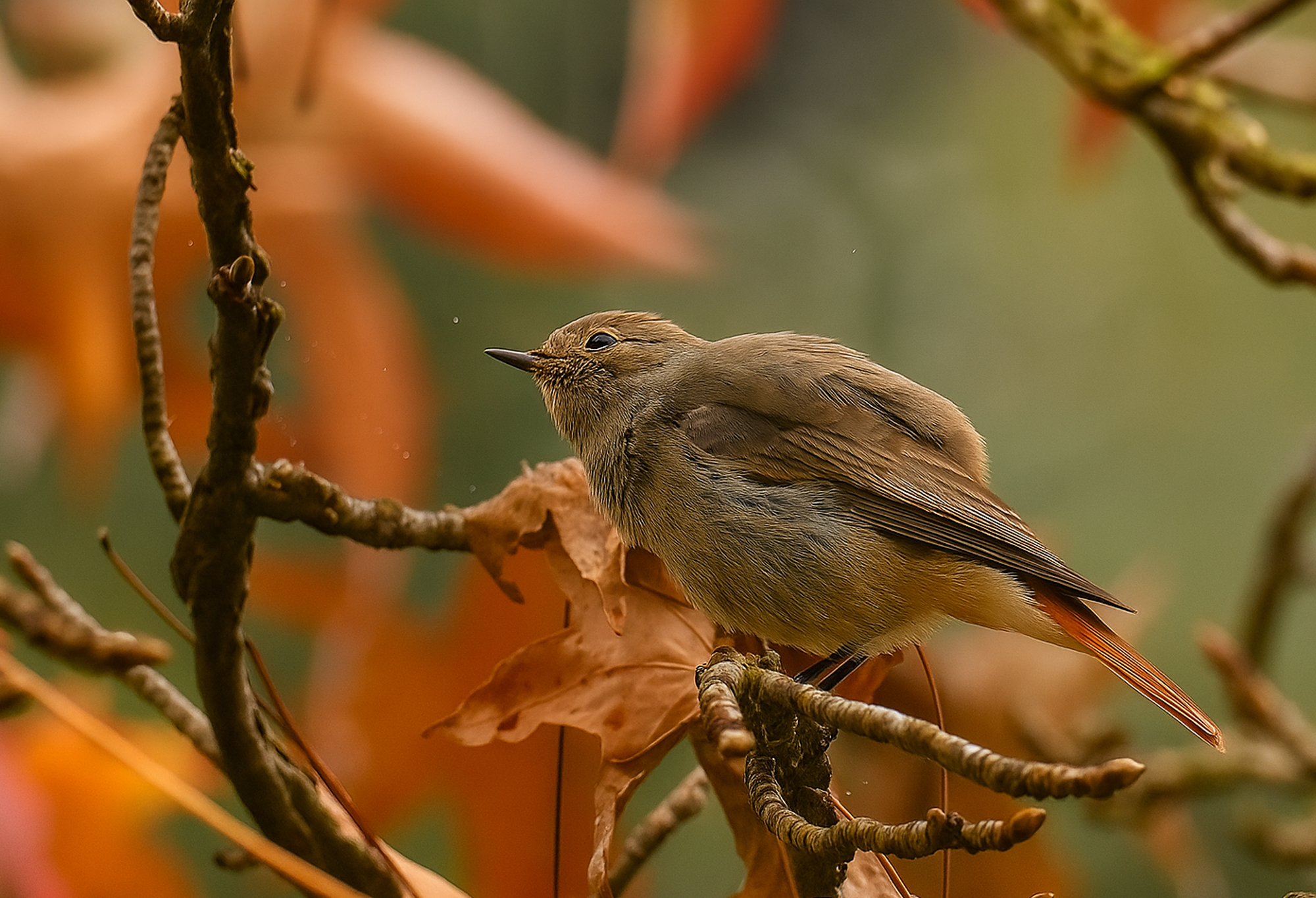 BLACK REDSTART