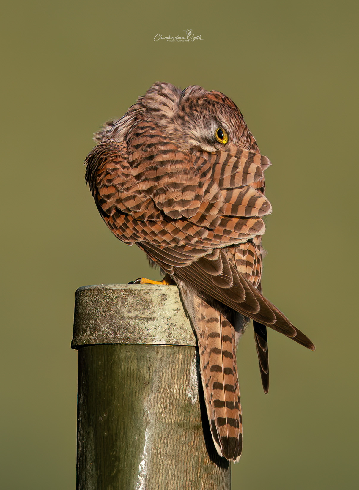 Kestrel