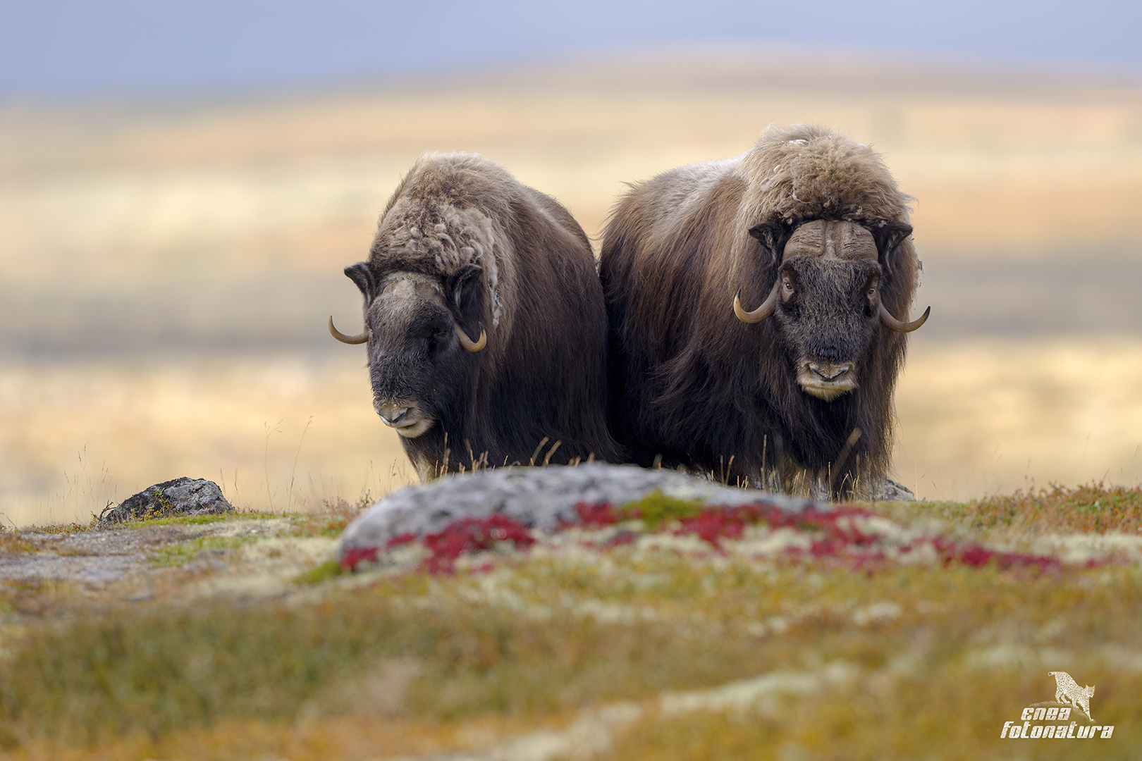 MUSK-OX