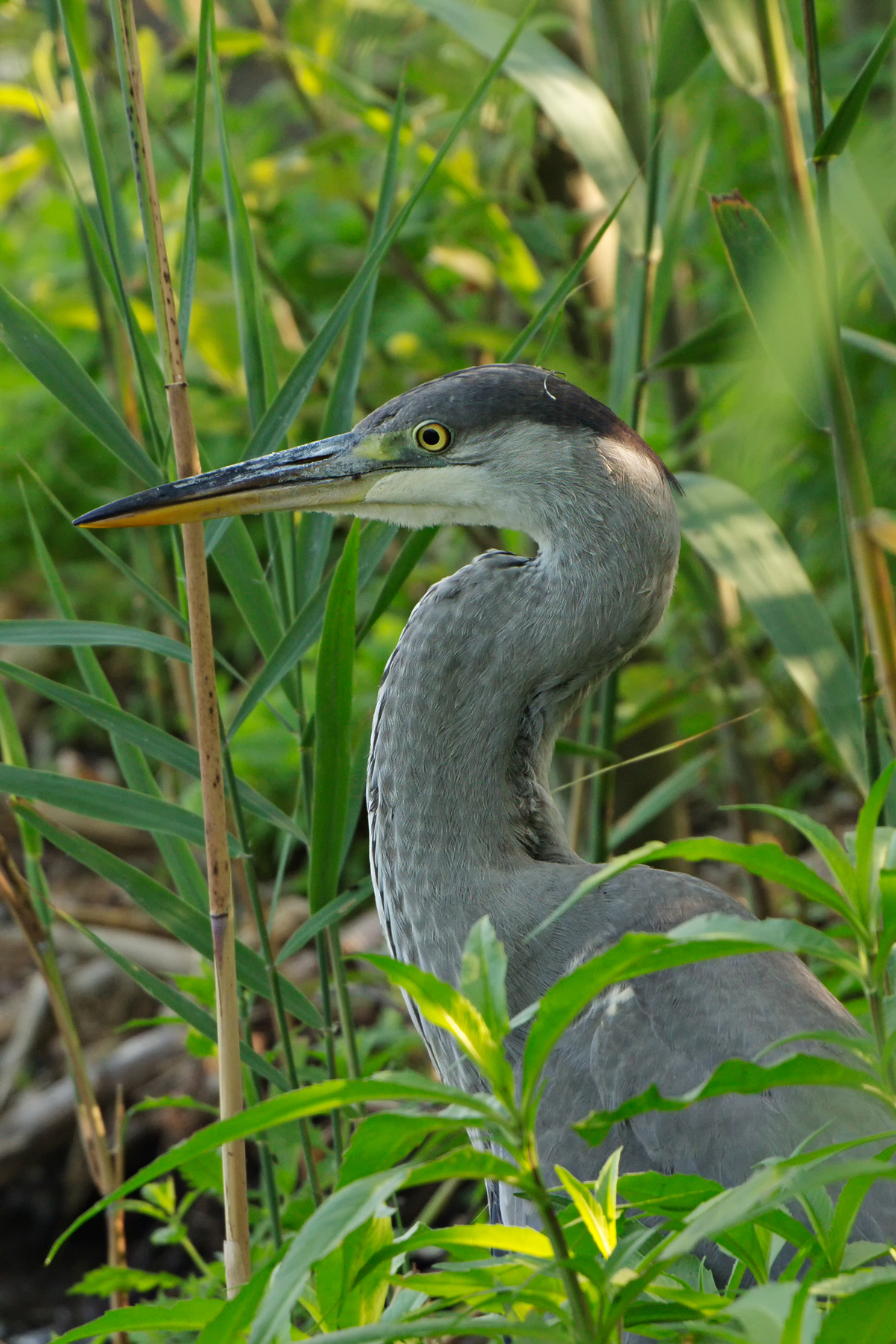 Grey Heron (Ardea cinerea)