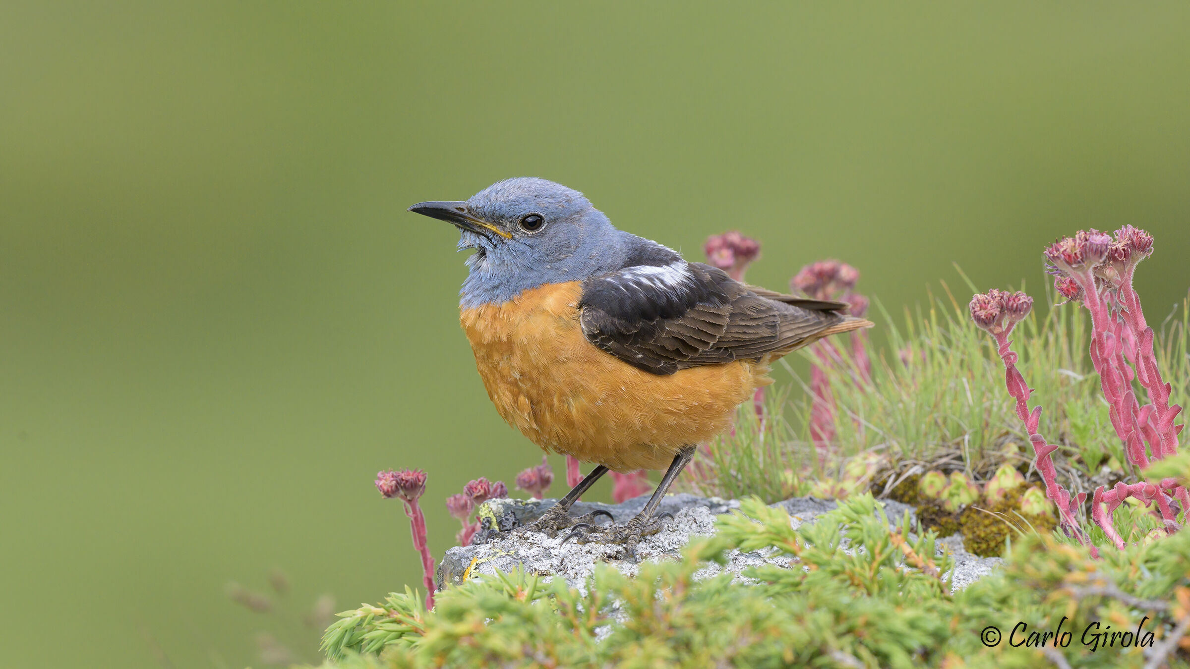 Codirossone (Monticola saxatilis)