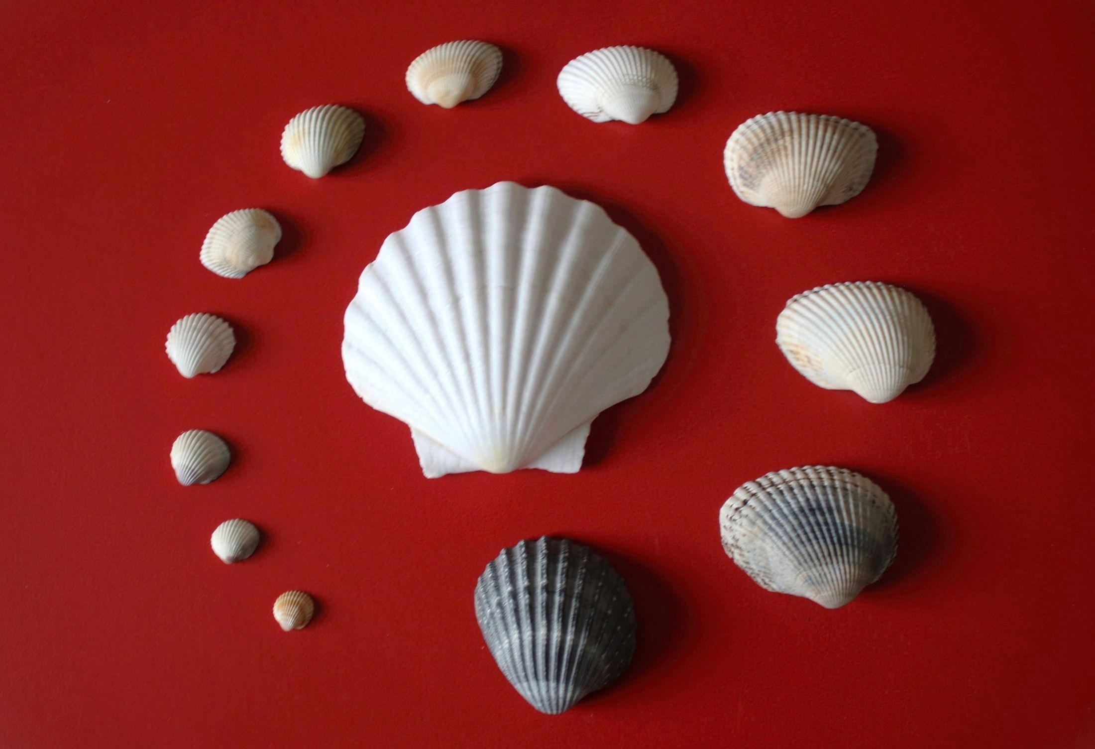 The evolution of the species