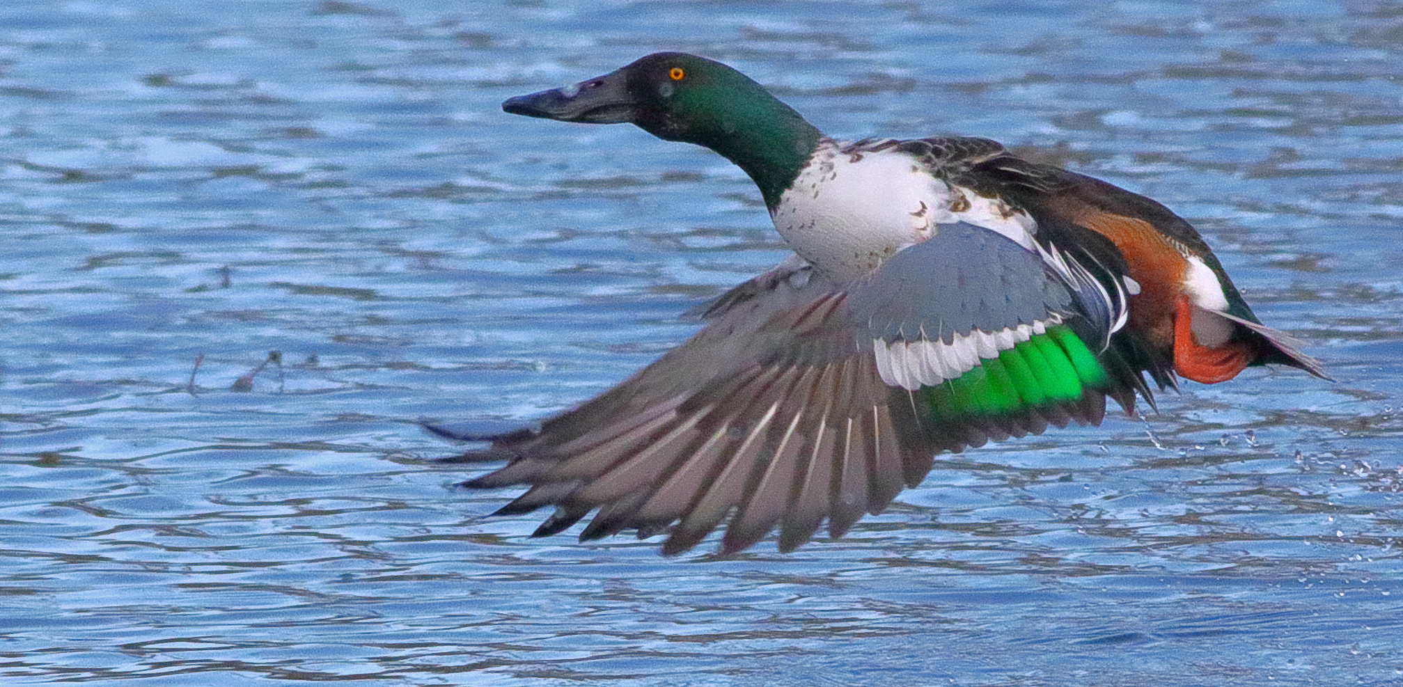 Pato Cuchara, Spatula Clypeata