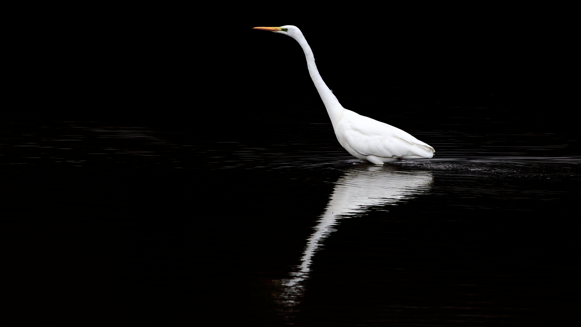 Garza Blanca, Ardea Alba