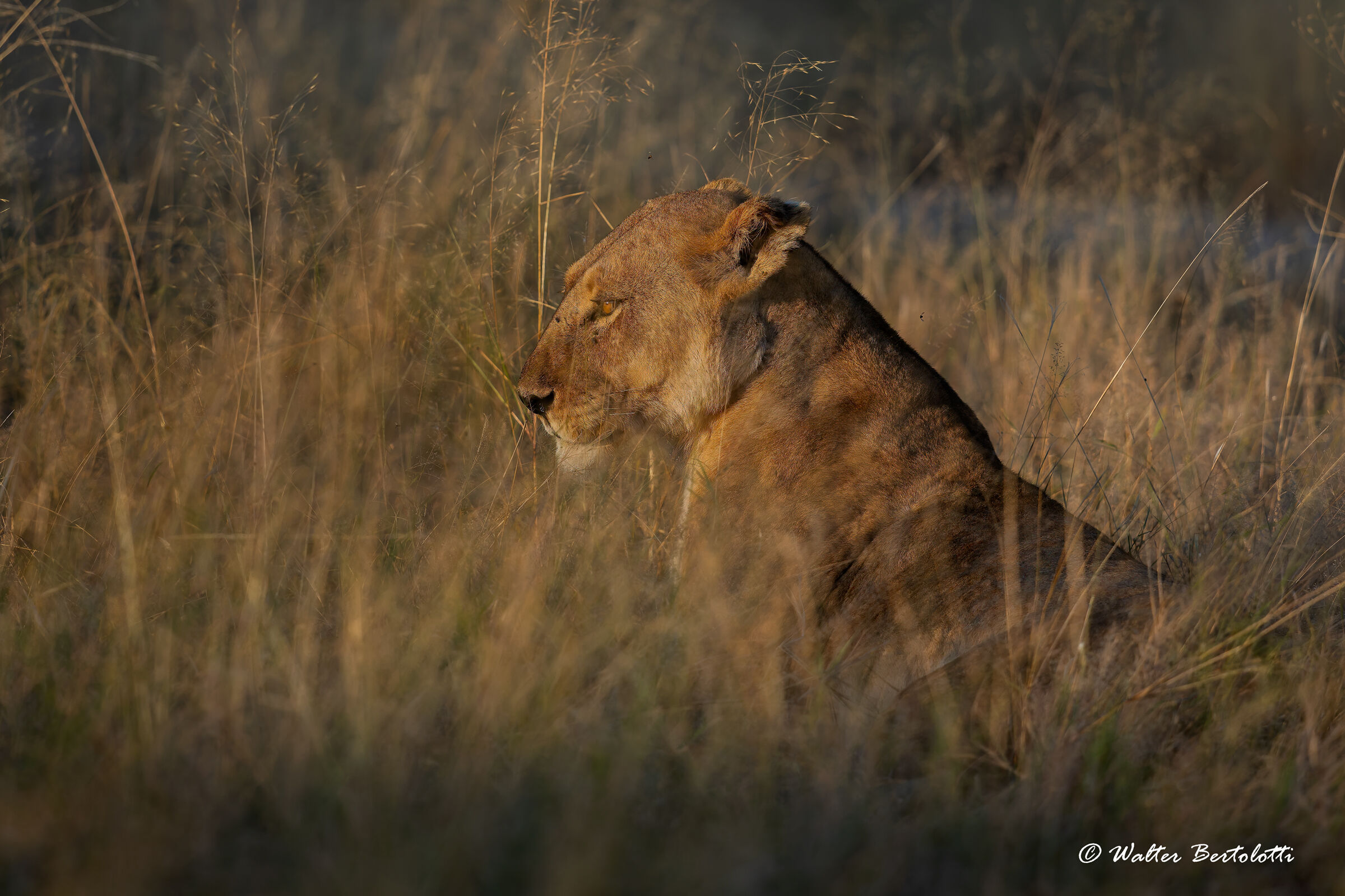 un risveglio nervoso
