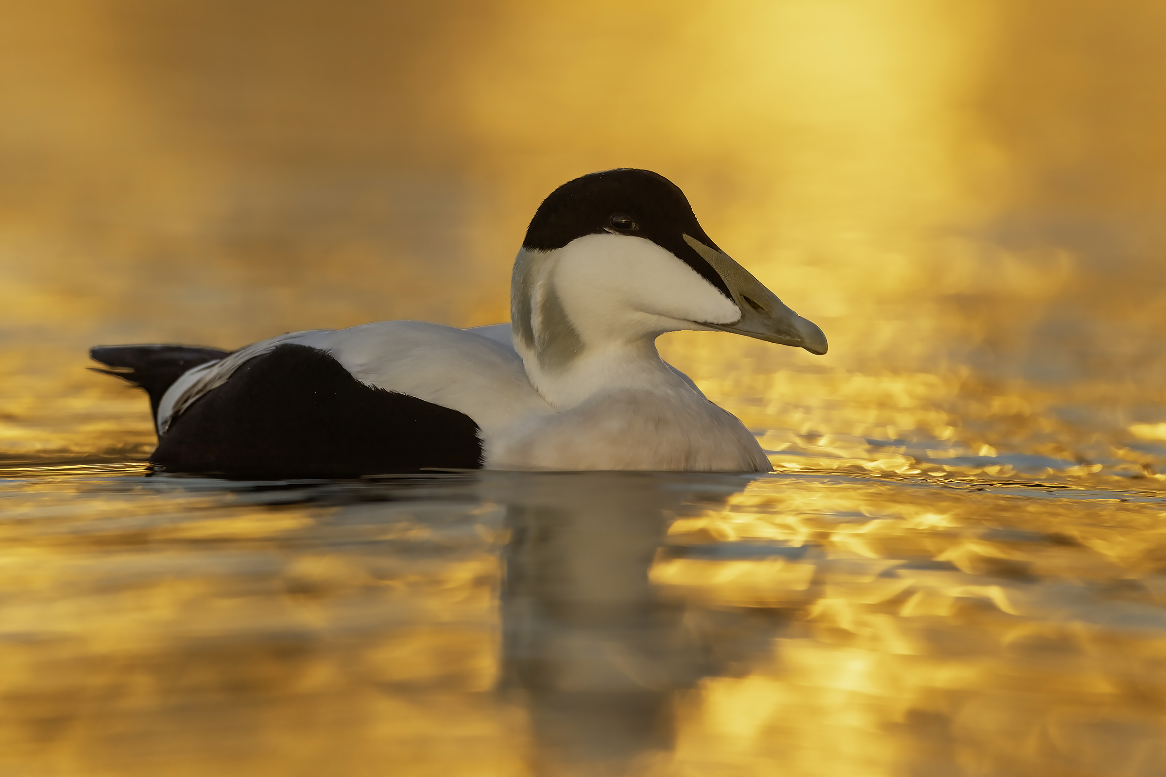 Eider at sunset....