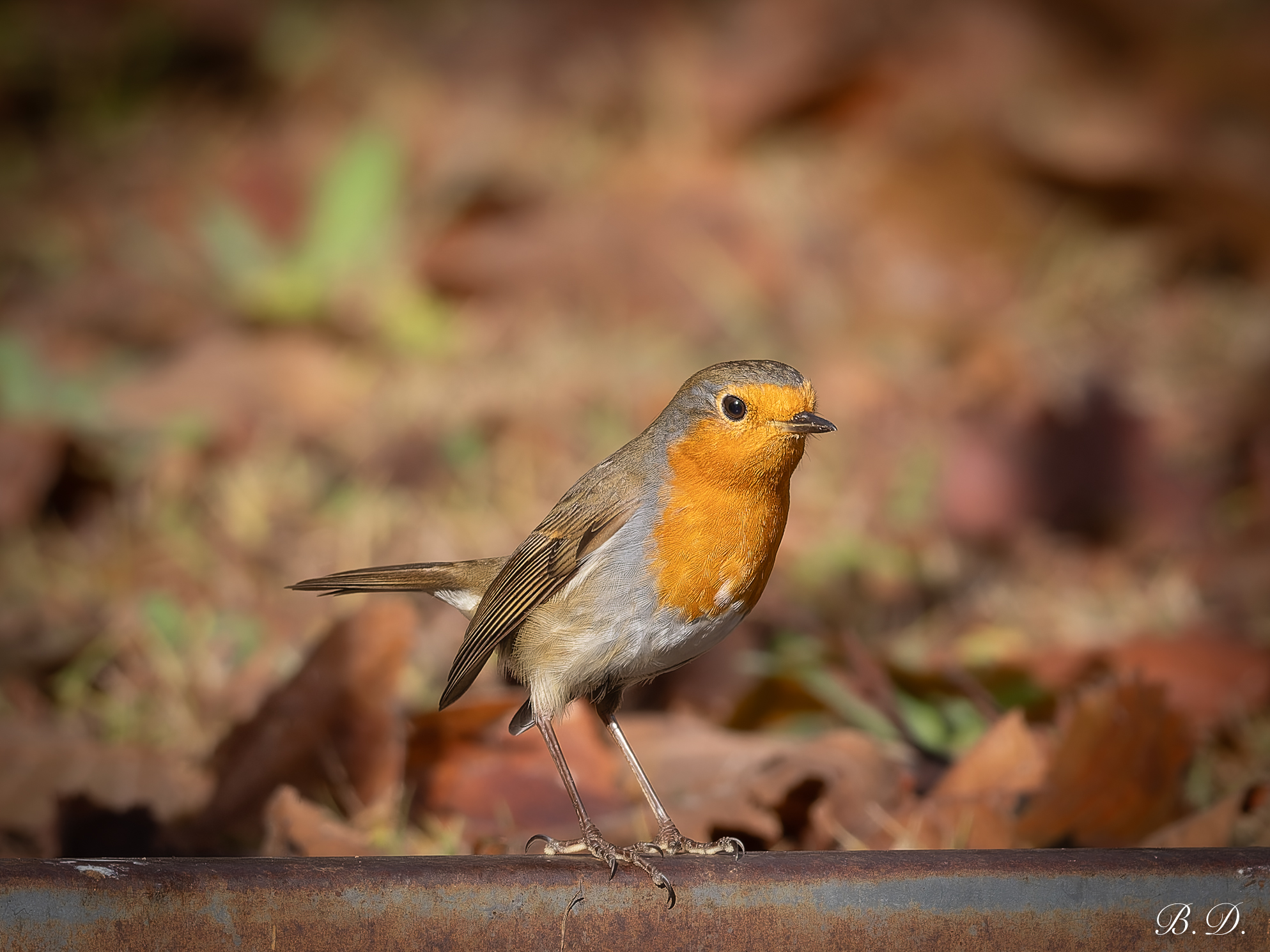 Erithacus rubecula (Robin)