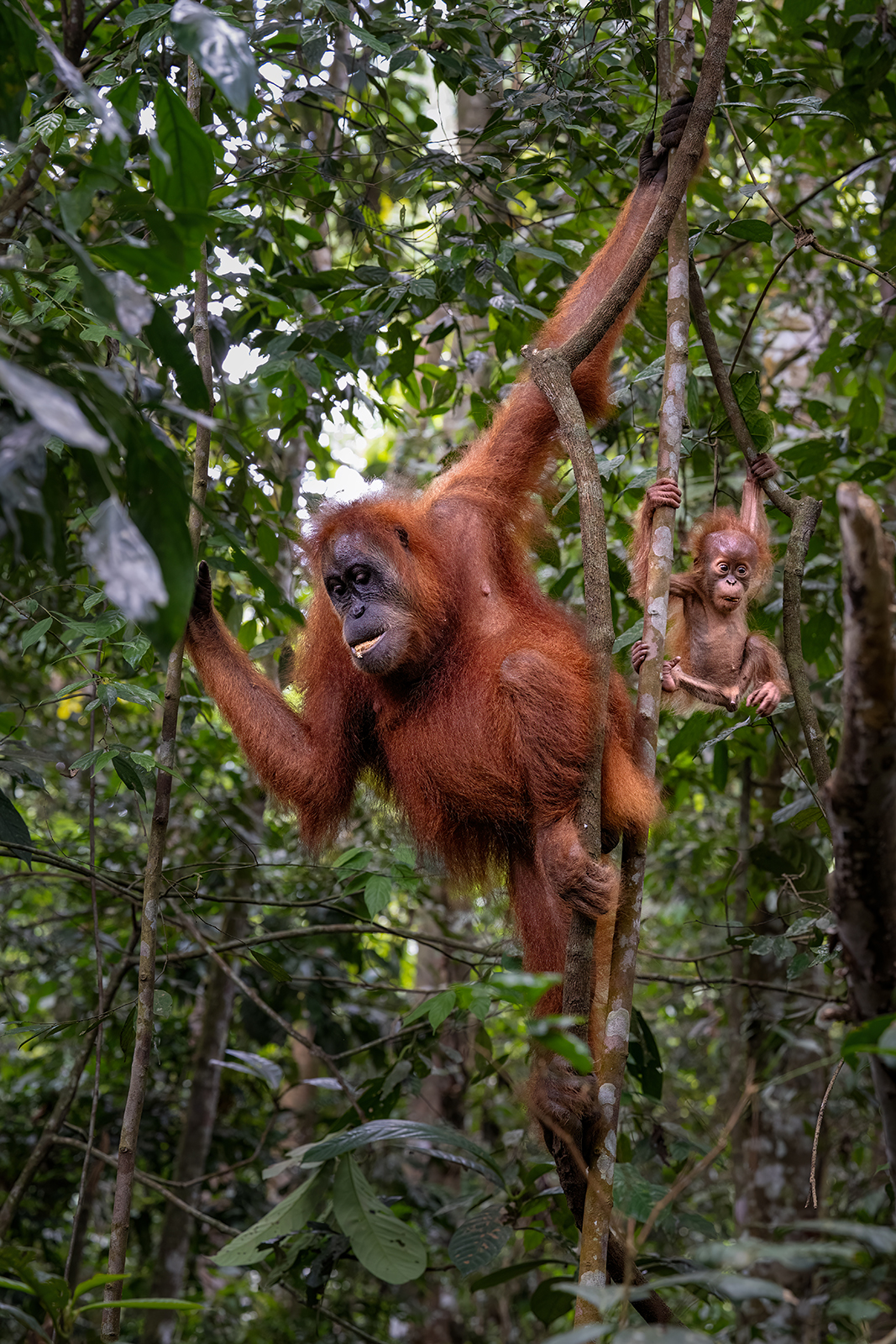 Ritratto di una madre orango e del suo cucciolo