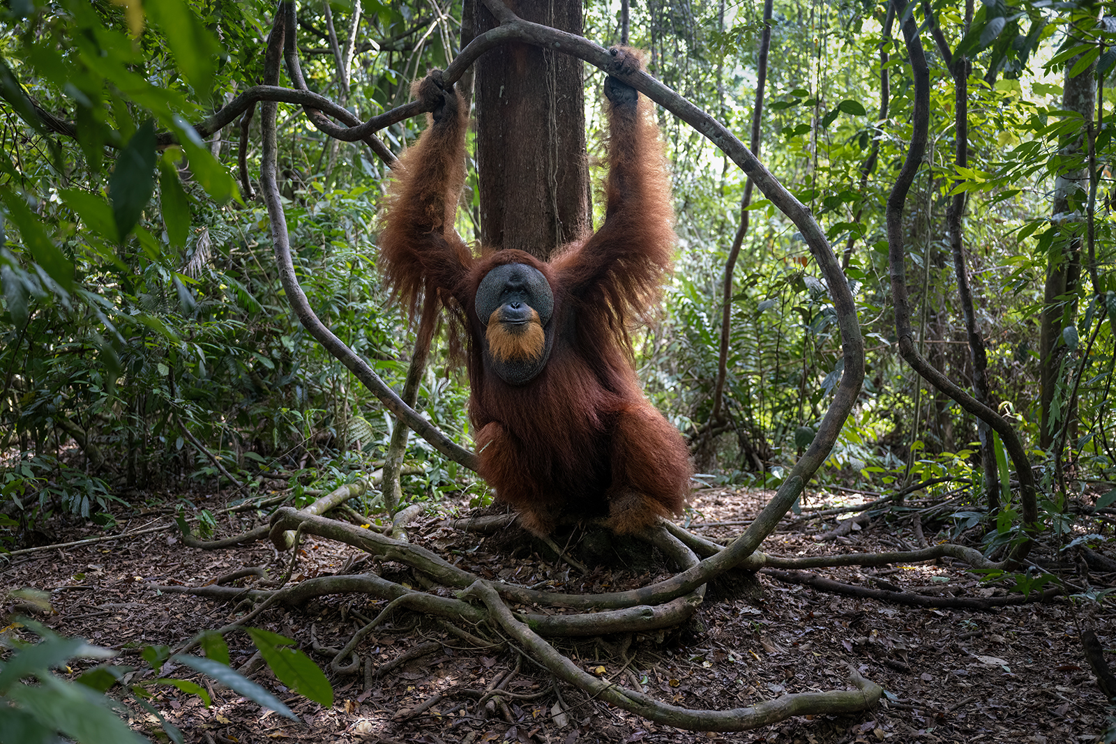 Il sovrano della giungla