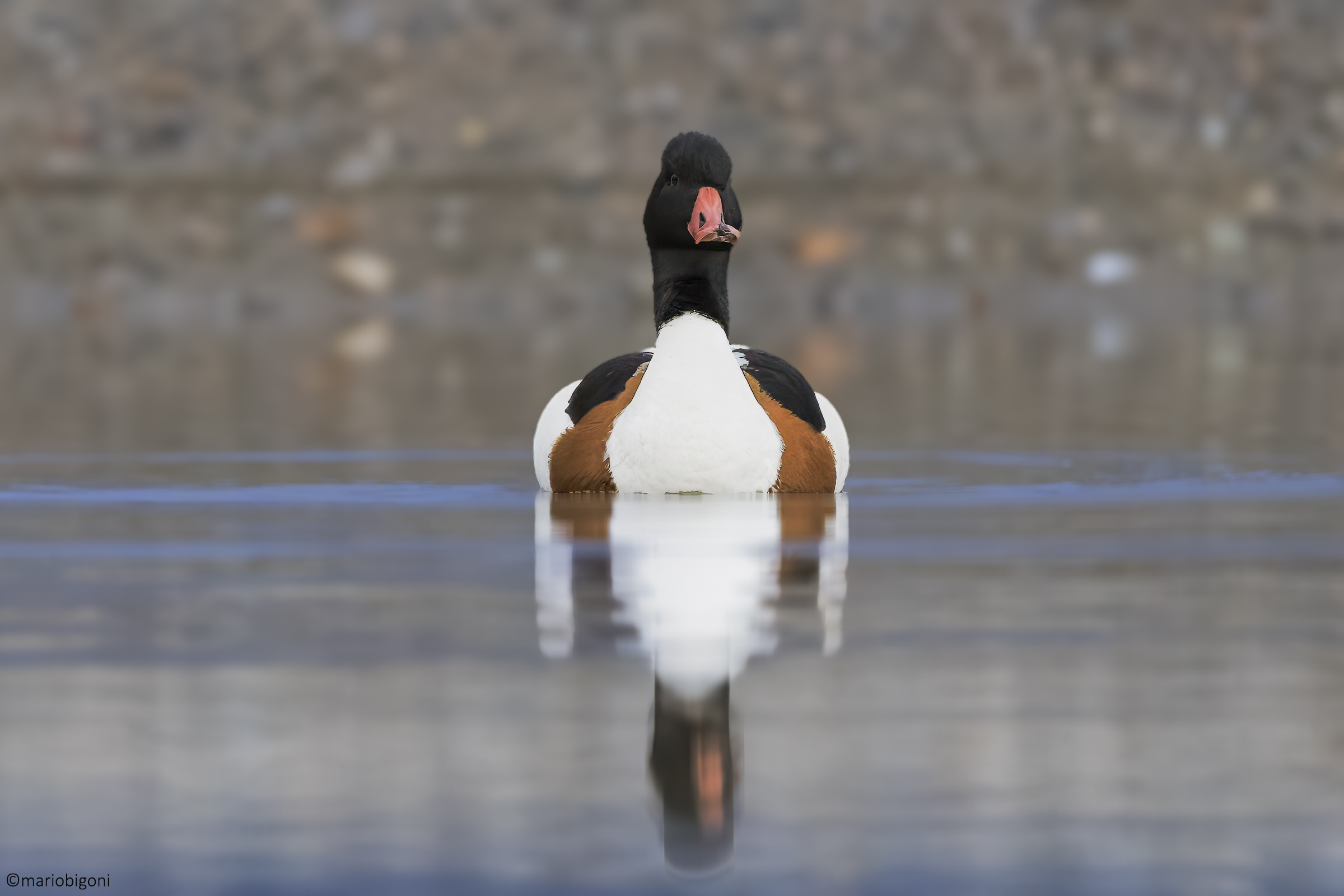 Common shelduck