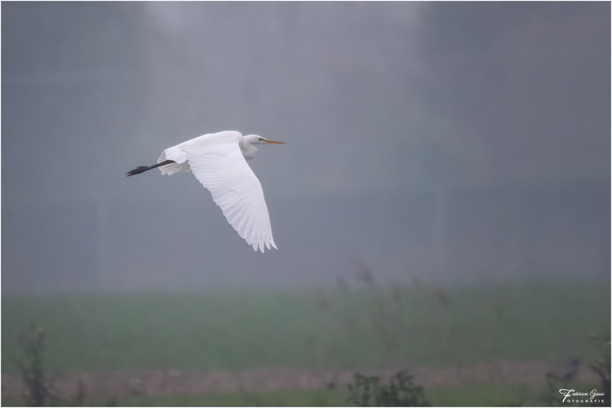 Great Egret