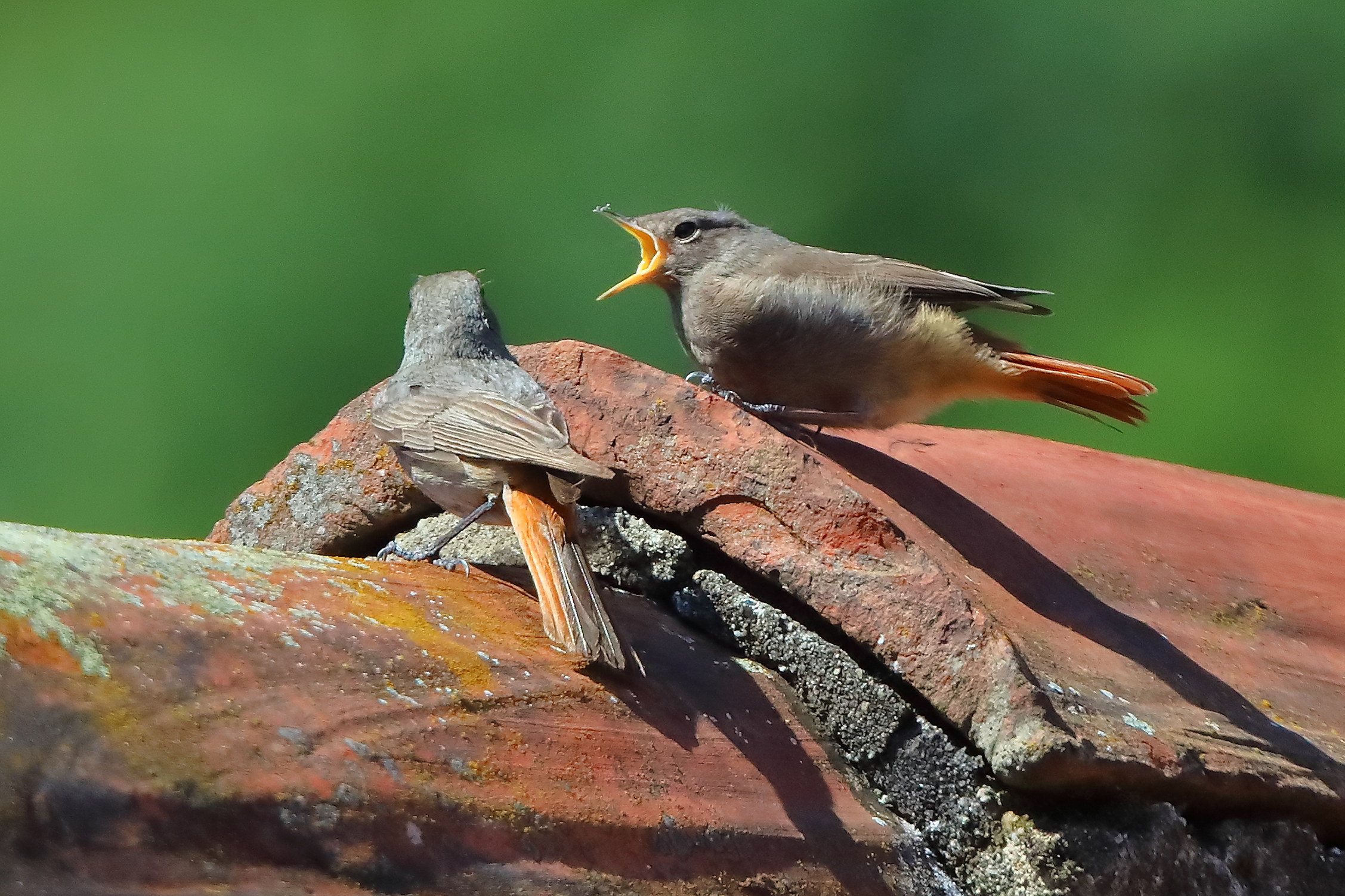 Codirossi S 09 luglio 2025 - 0044