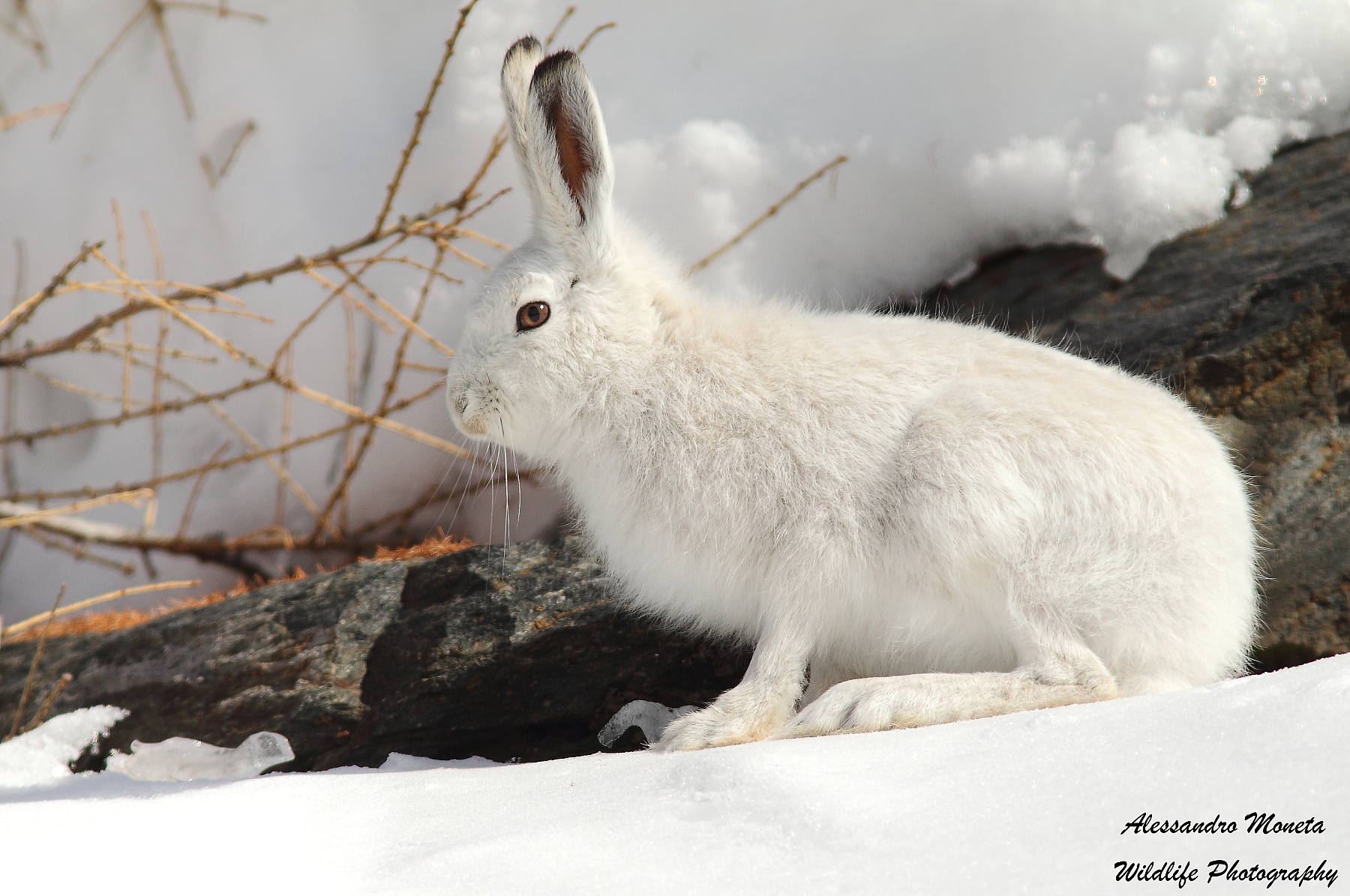 Lepre bianca III