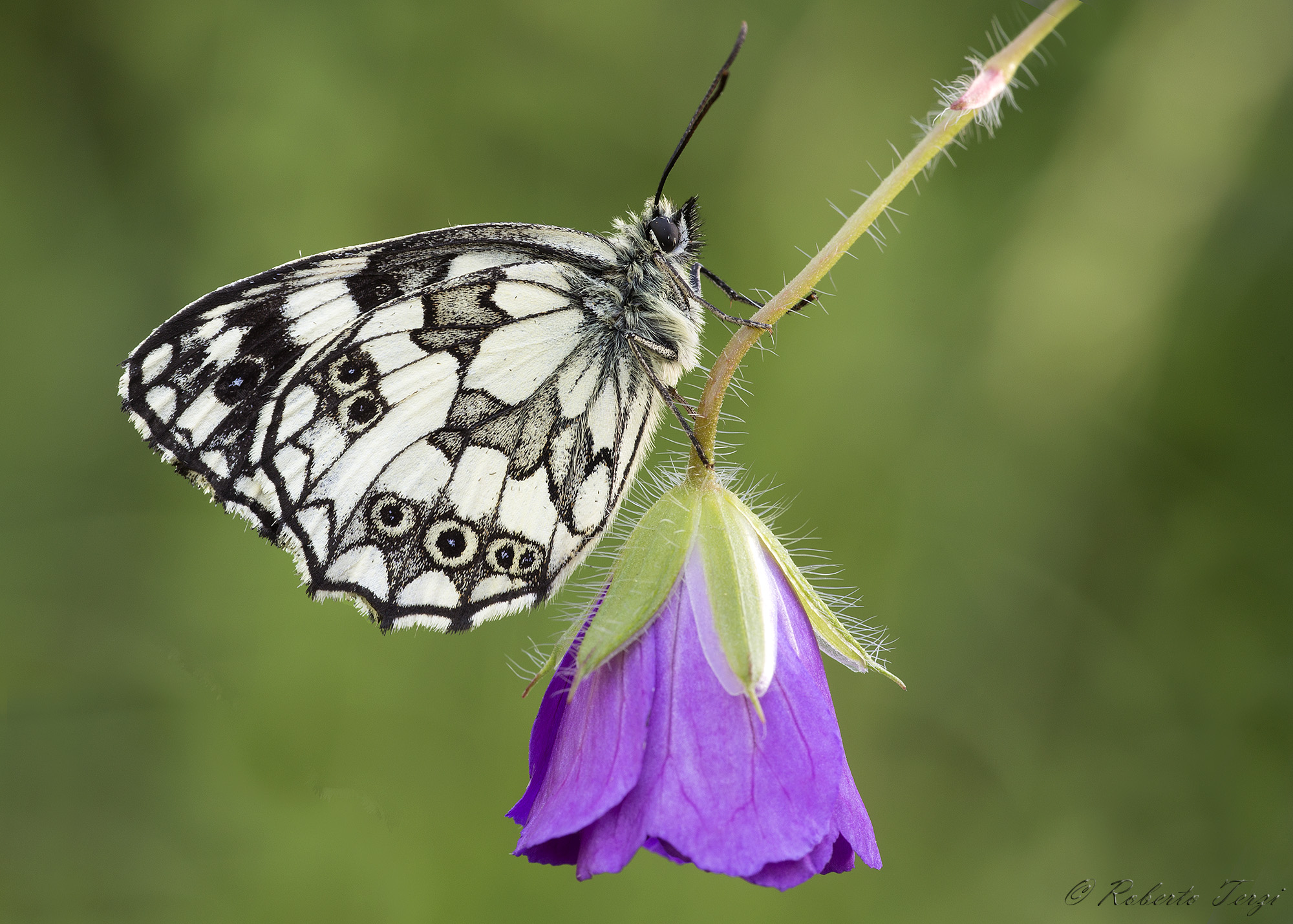 Melanargia