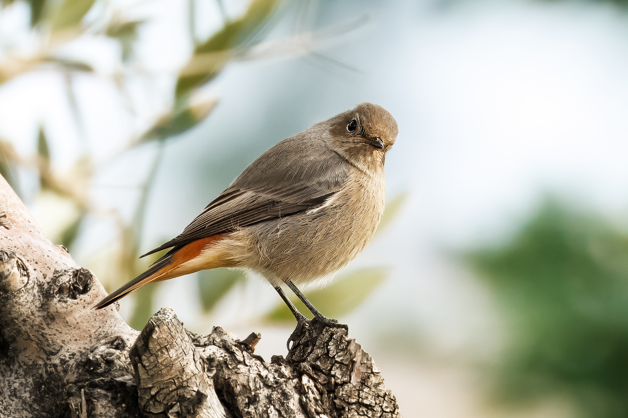 Codirosso Spazzacamino