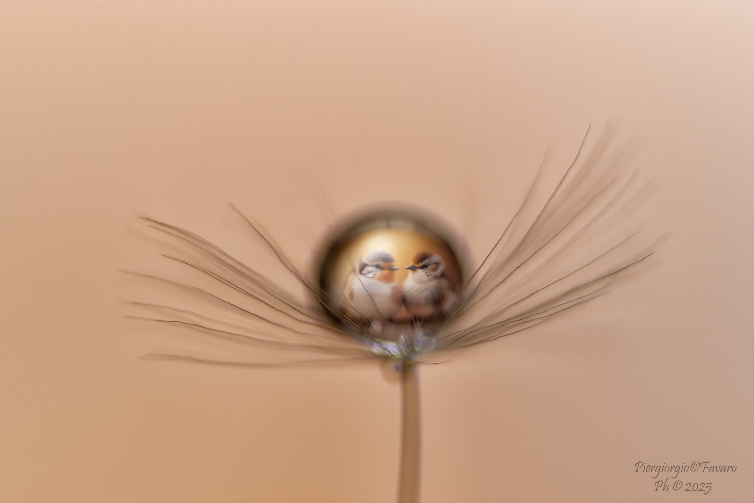 Riflessi in una goccia d'acqua..