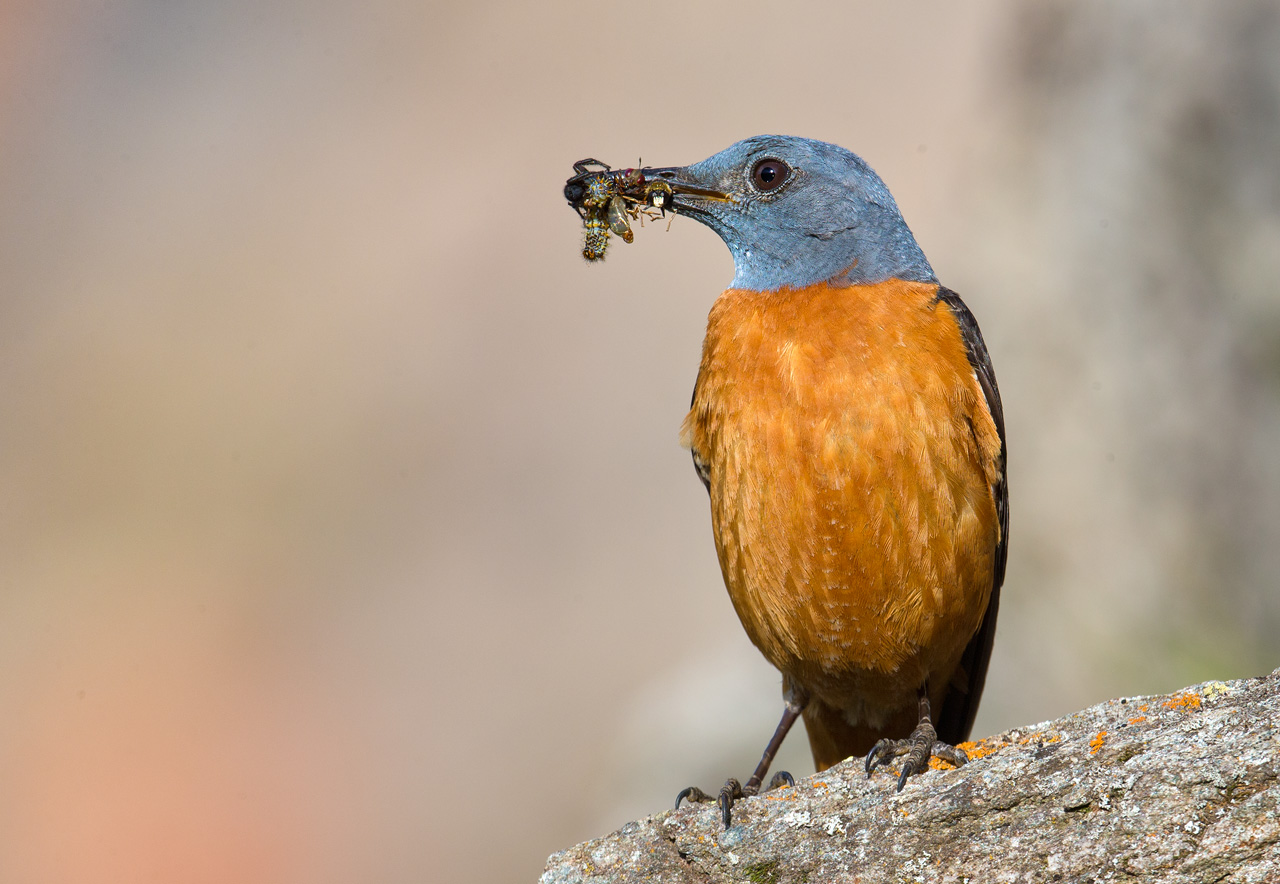 Rock Thrush