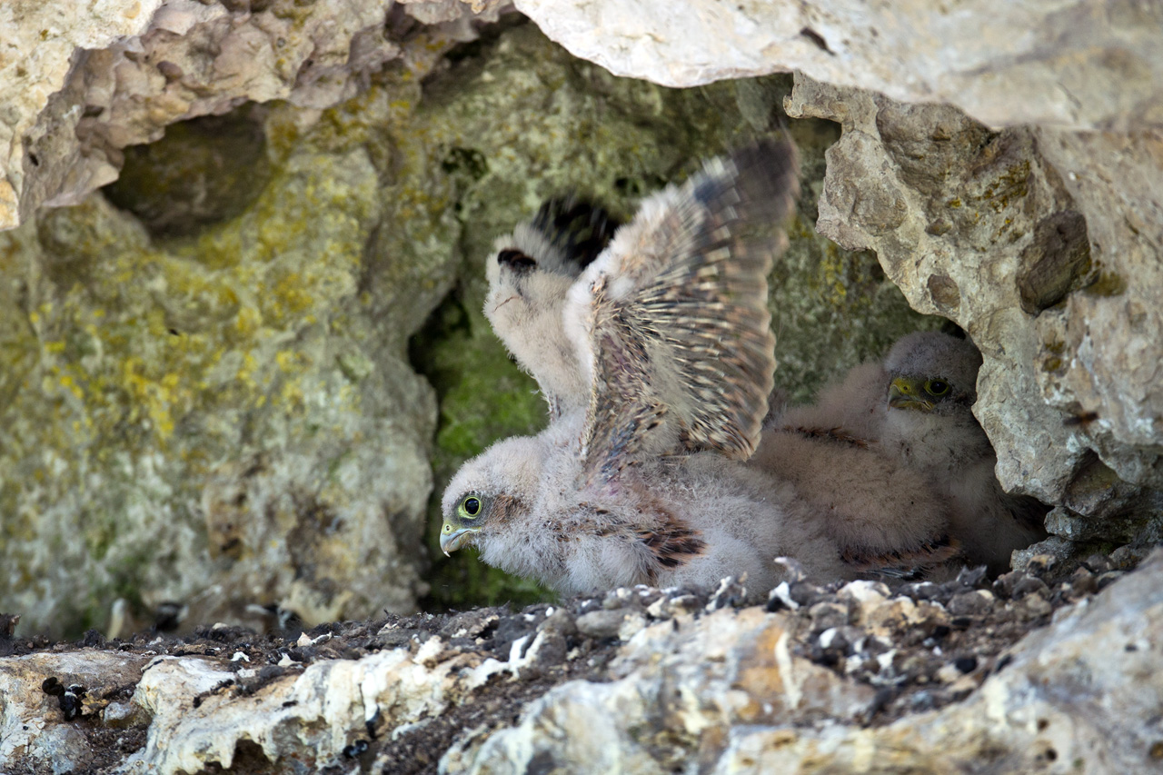 Young Kestrels