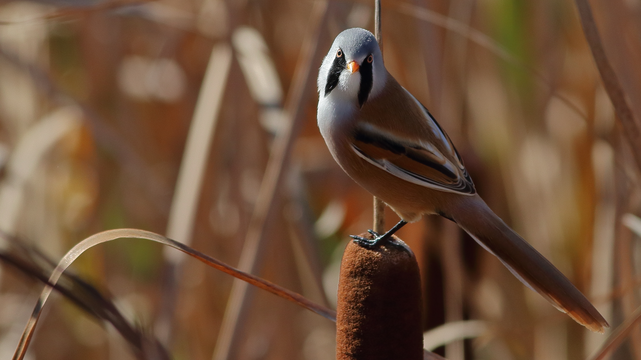 Bigotudo, Panurus Biarmicus
