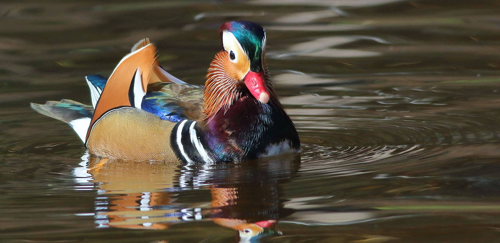 Pato Mandarín, Aix galericulata