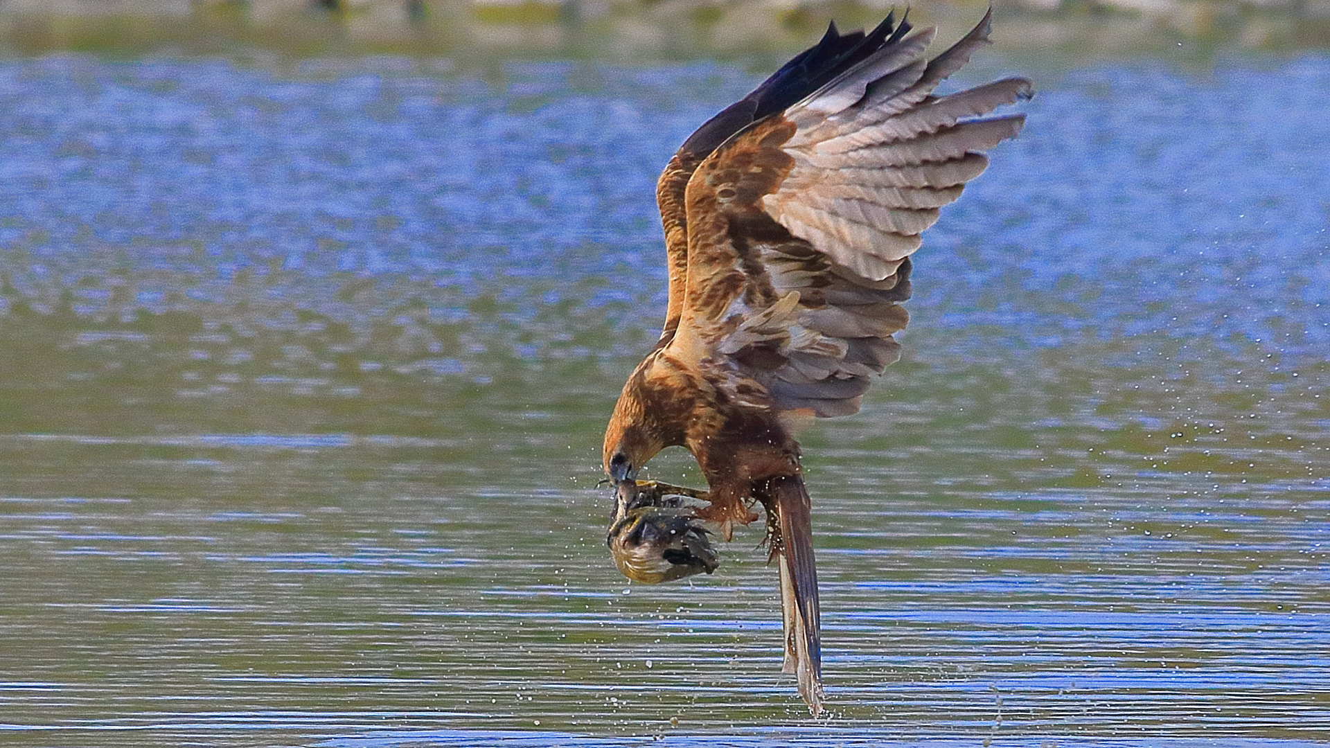 Aguilucho Lagunero, Circus Aeruginosus