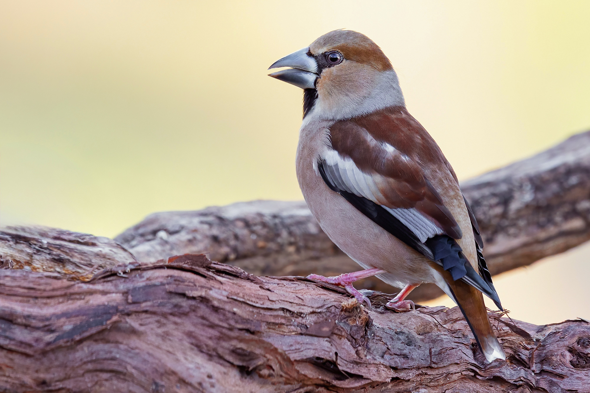 Hawfinch
