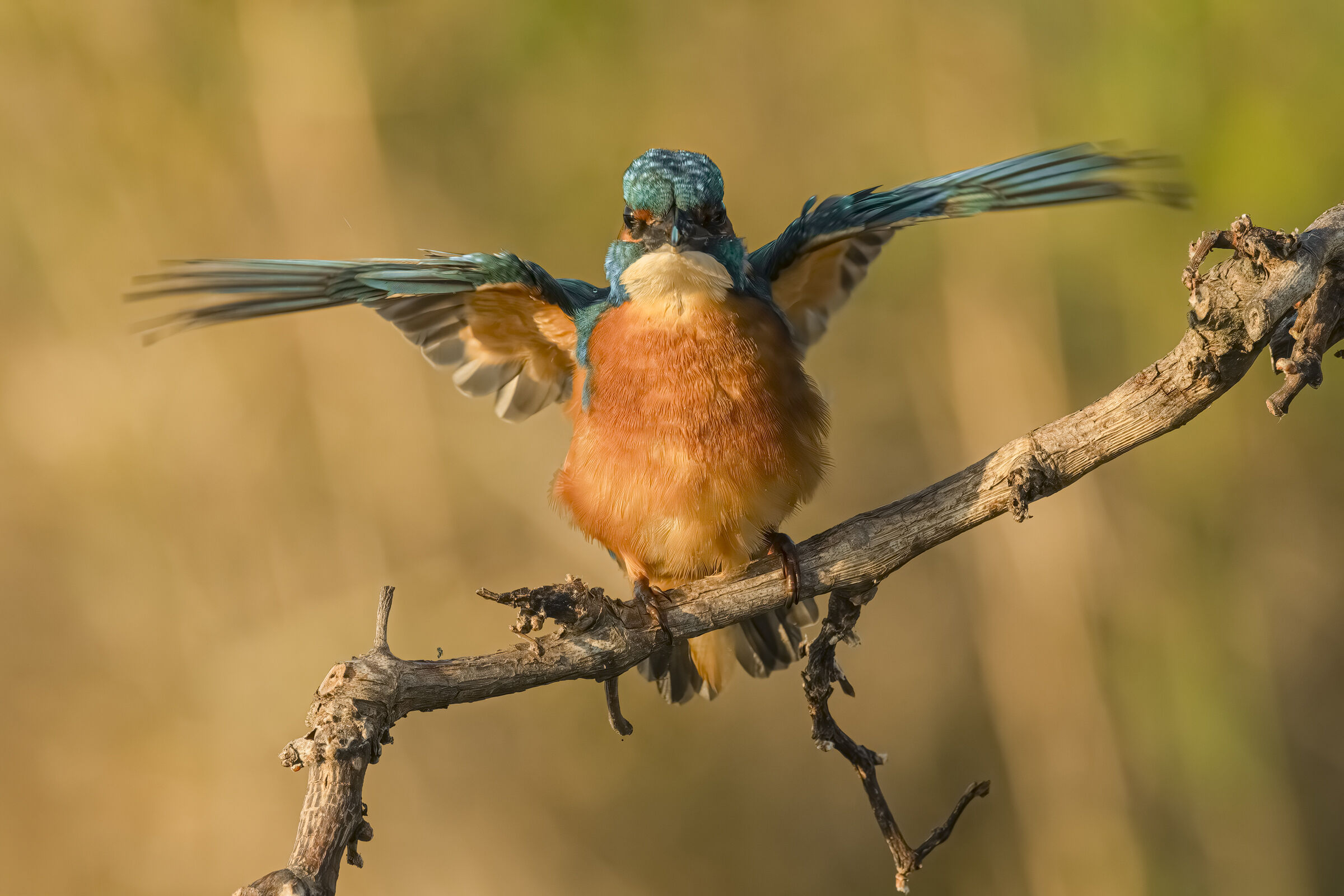 Kingfisher