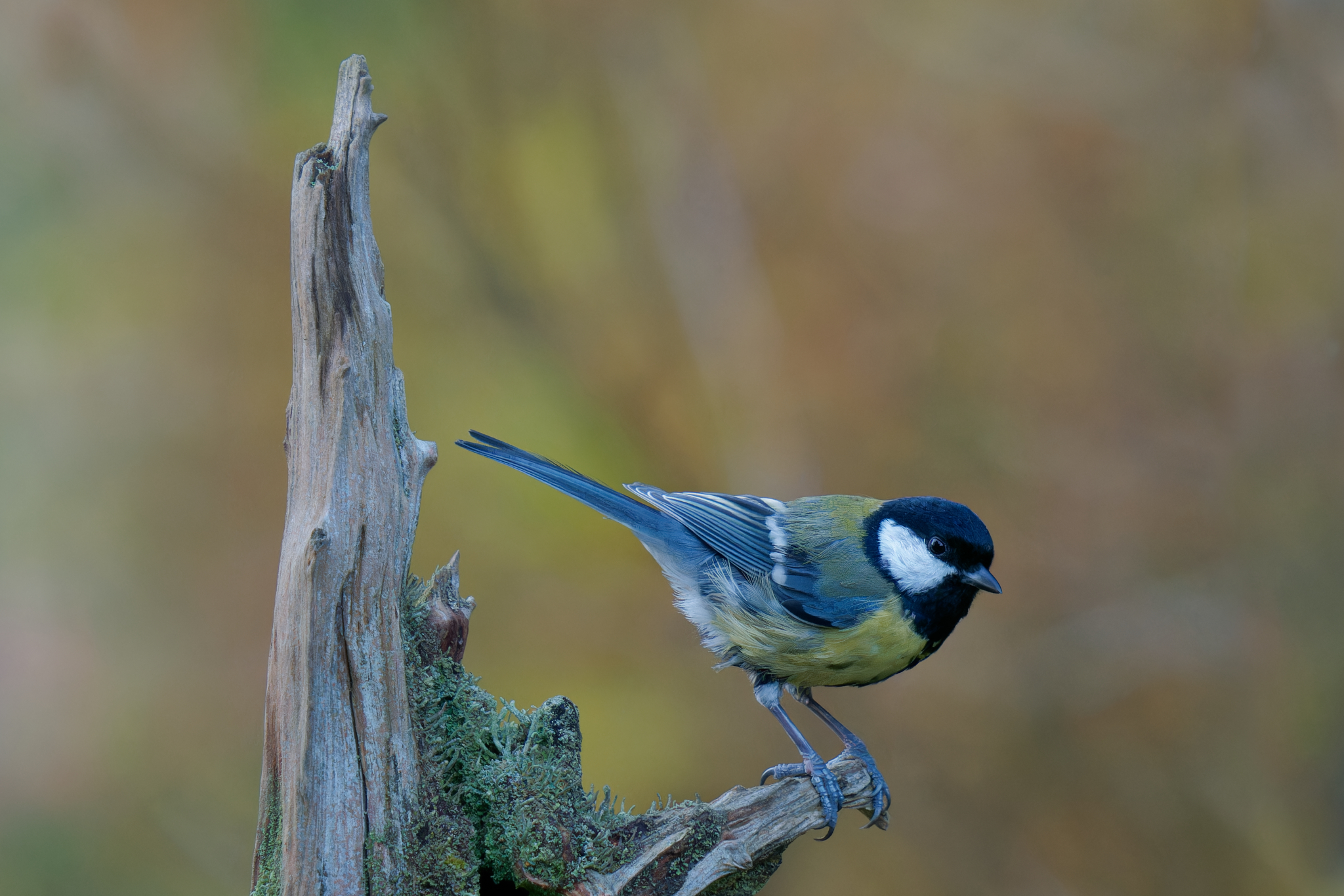 great tit