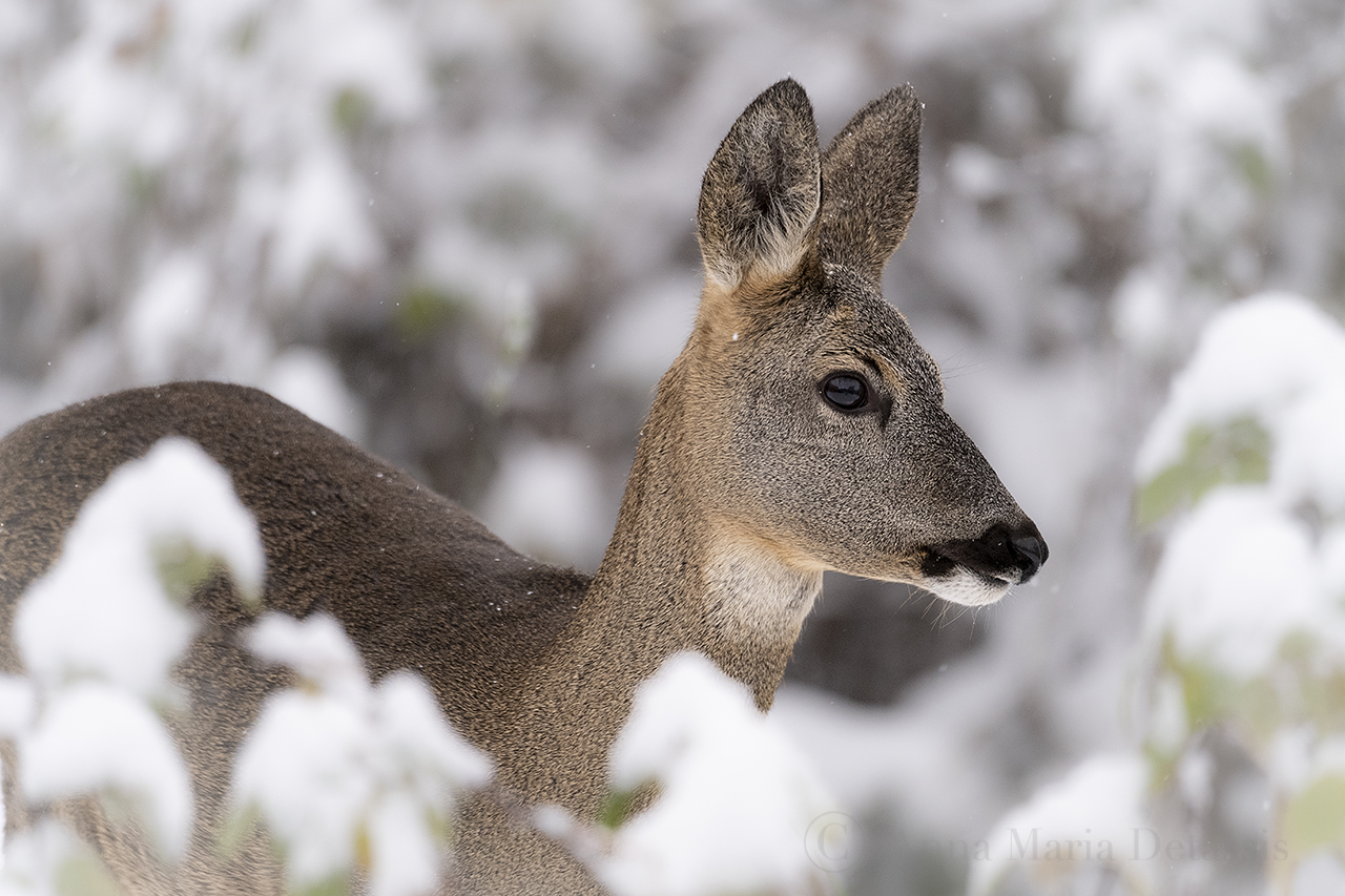 Capriolo femmina Capreolus capreolus