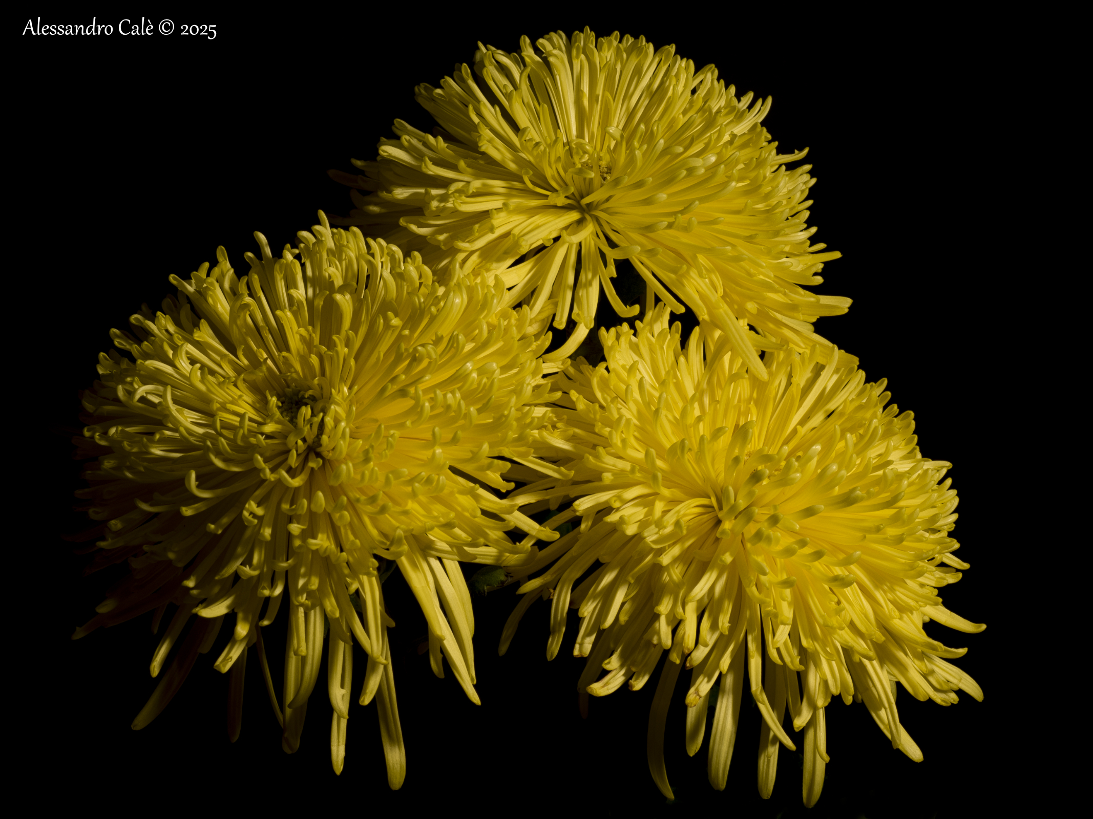 Crisantemi gialli 5432_36 FS