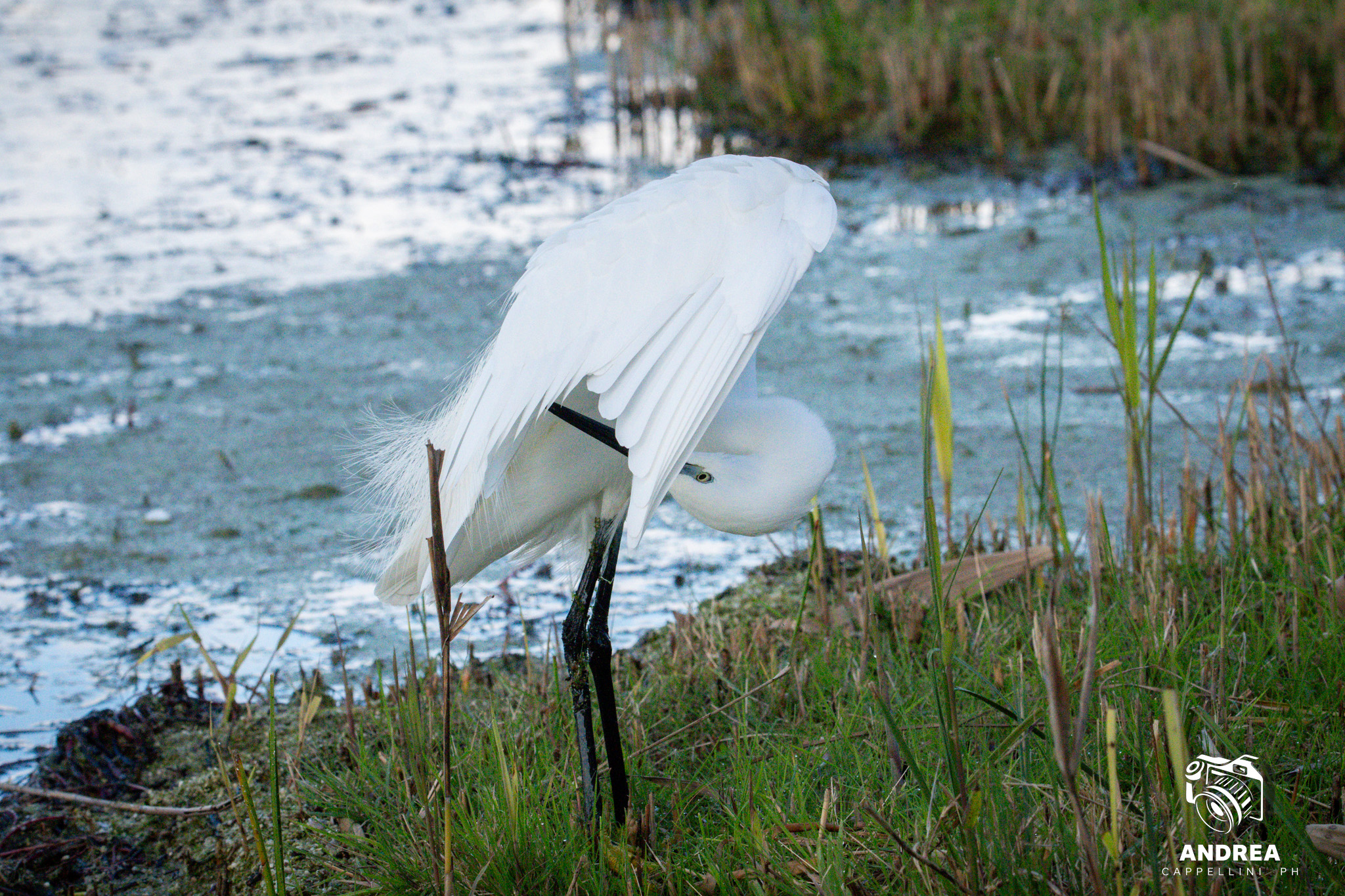 Cleaning heron