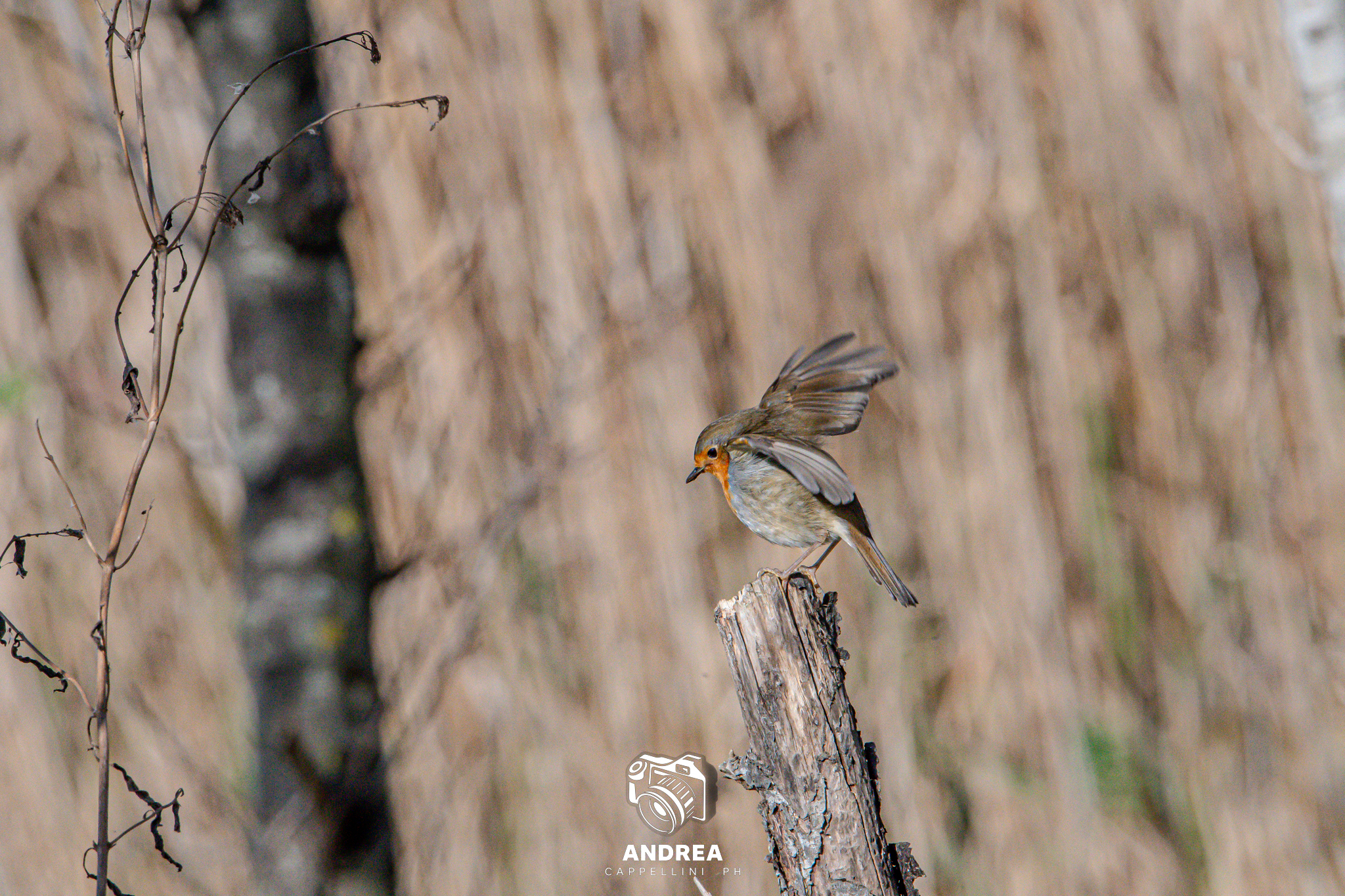 Robin in flight