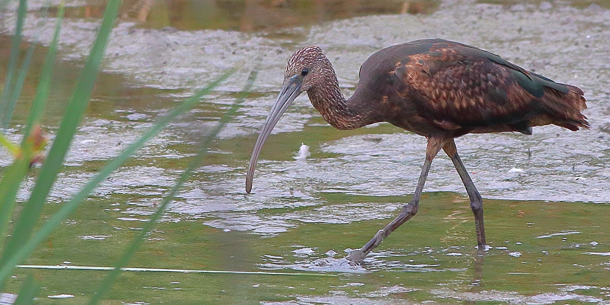 Morito, Plegadis Falcinellus