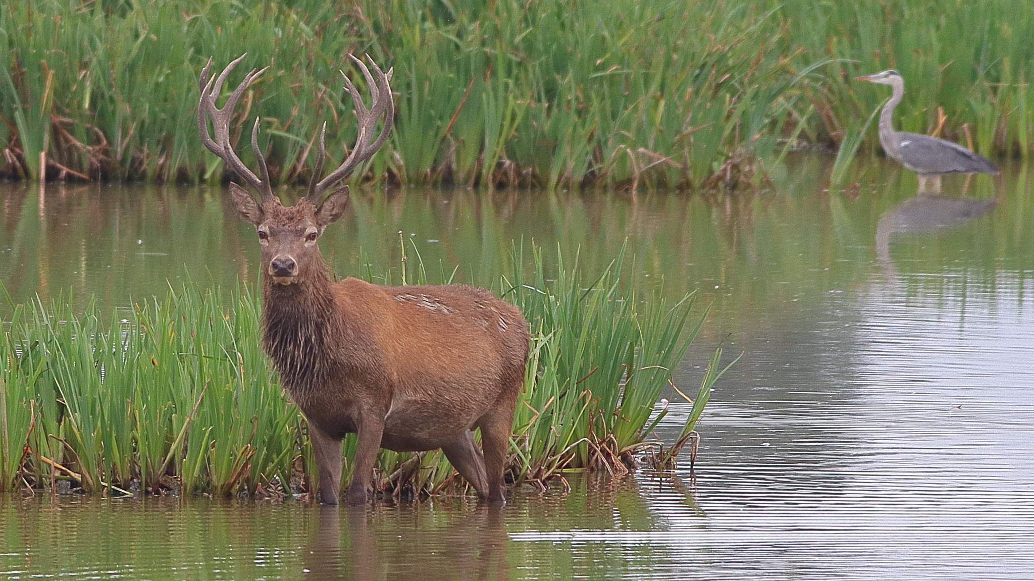 Ciervo, Cervus Elaphus