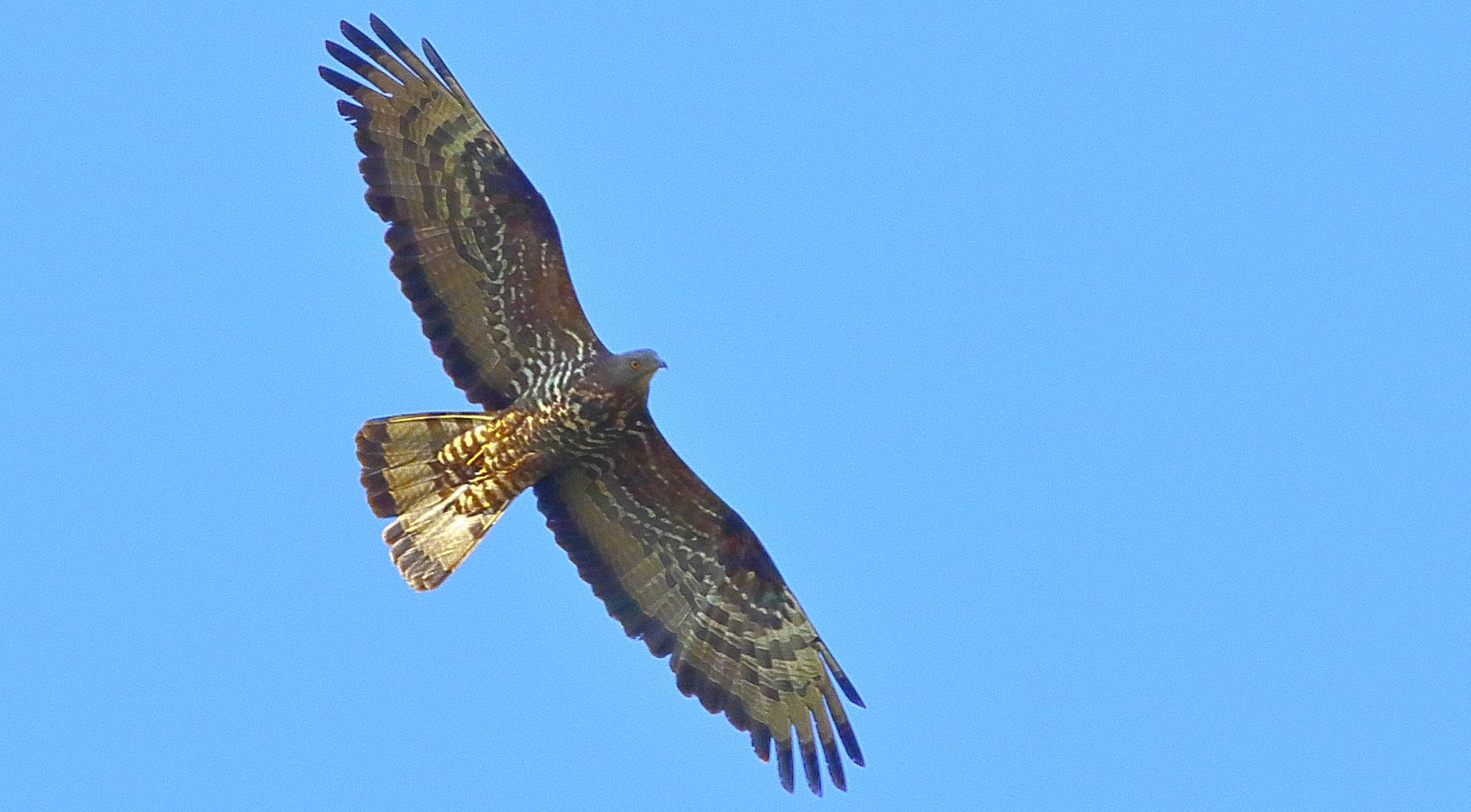Busardo Ratonero, Buteo Buteo