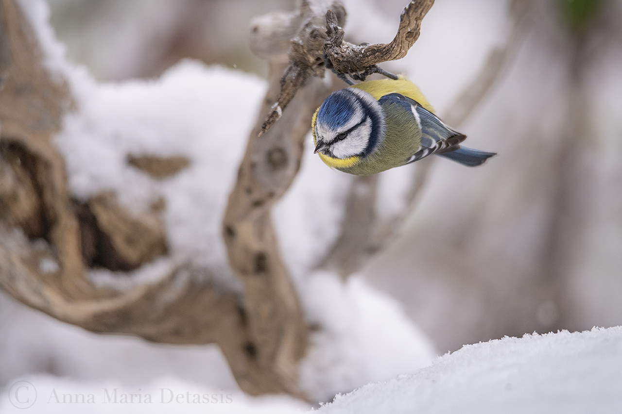 Blue (Parus caeruleus)