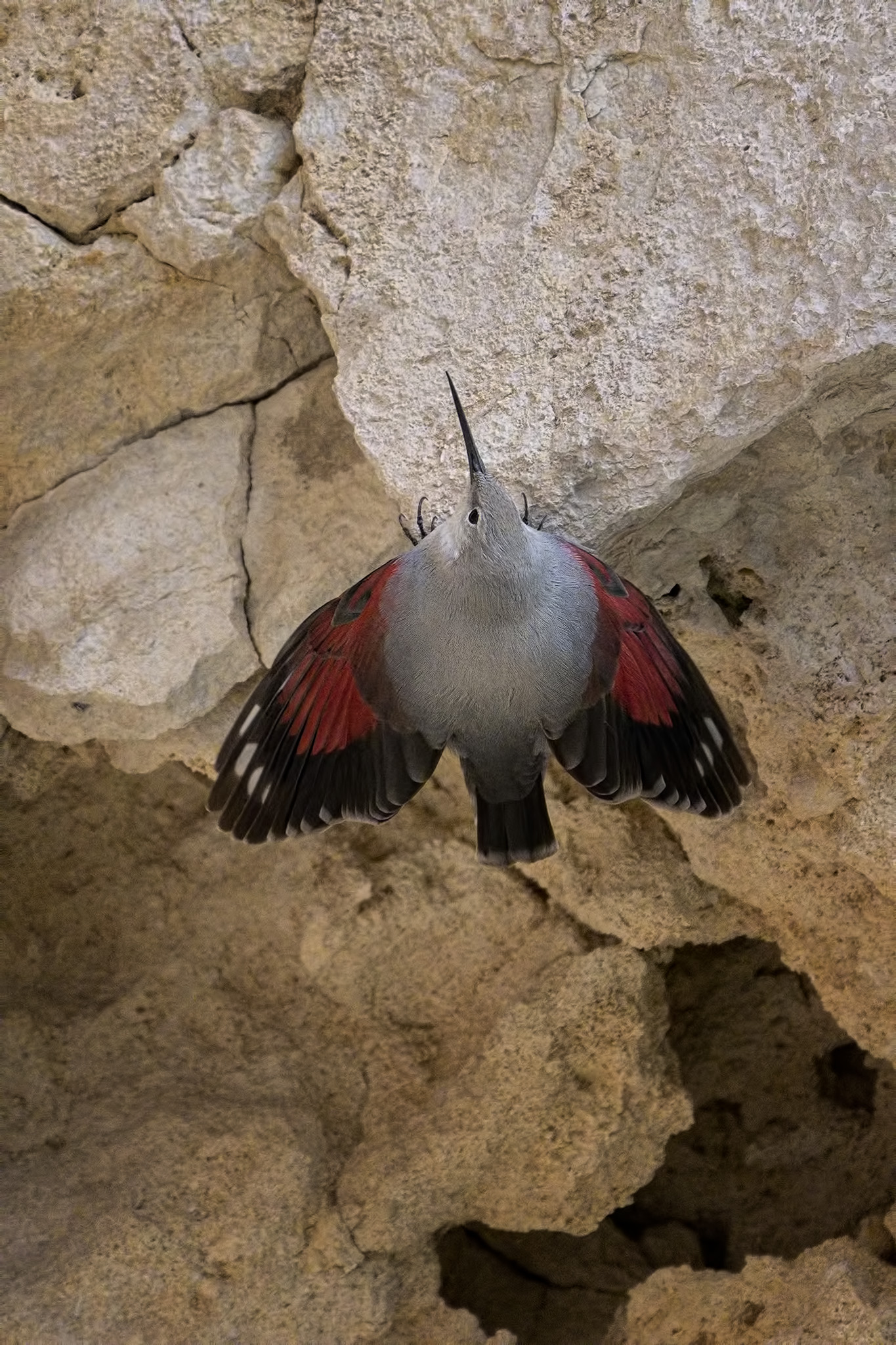 Wallcreeper
