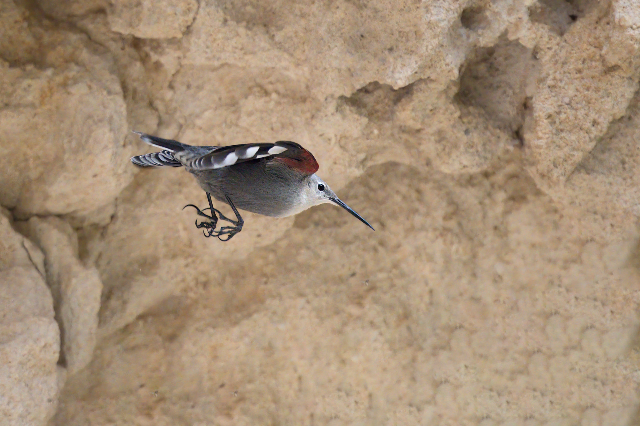 Wallcreeper