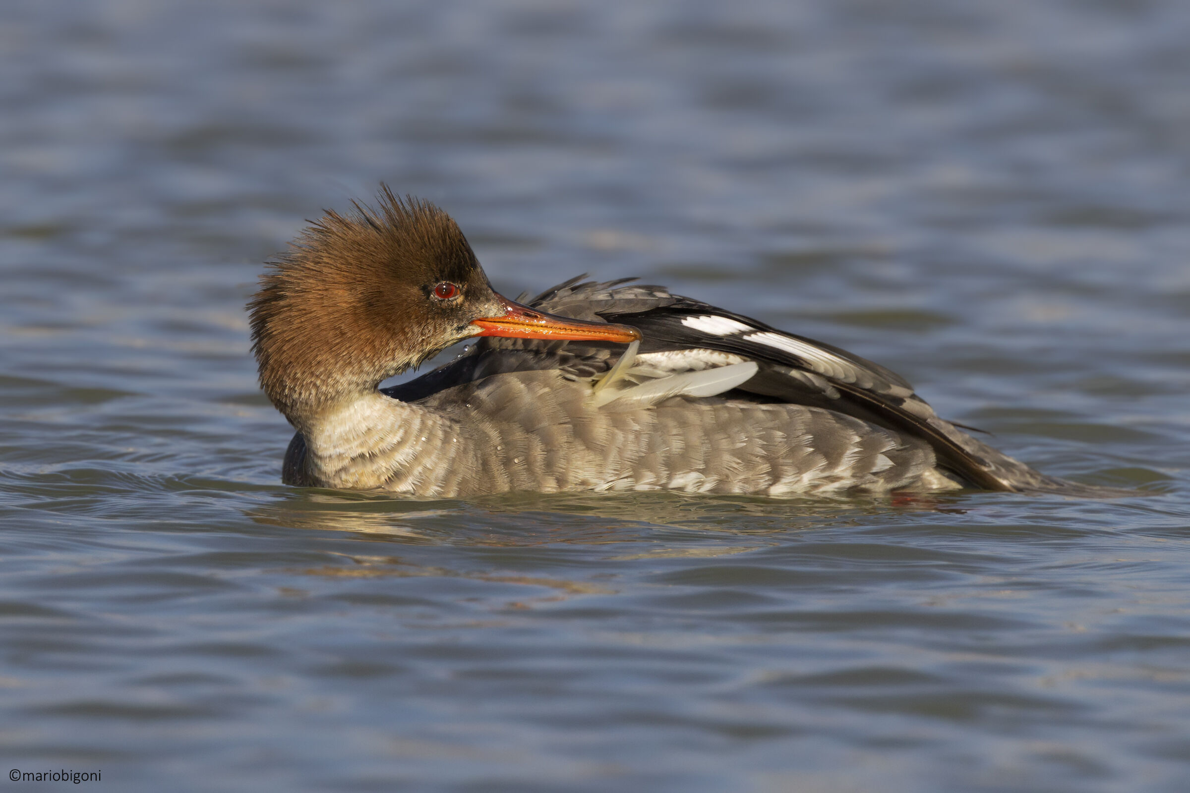 Red-breasted merganser