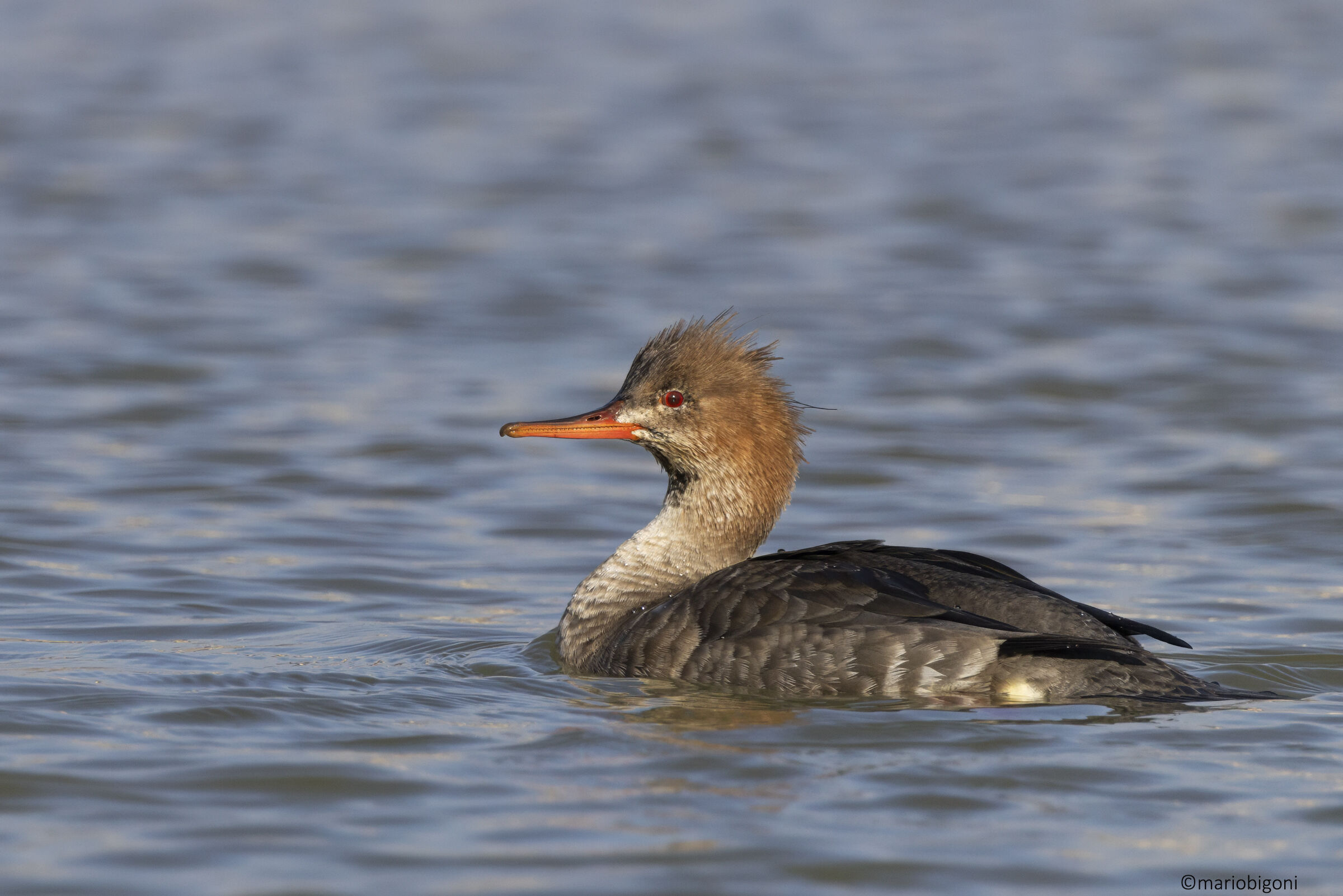 Red-breasted merganser