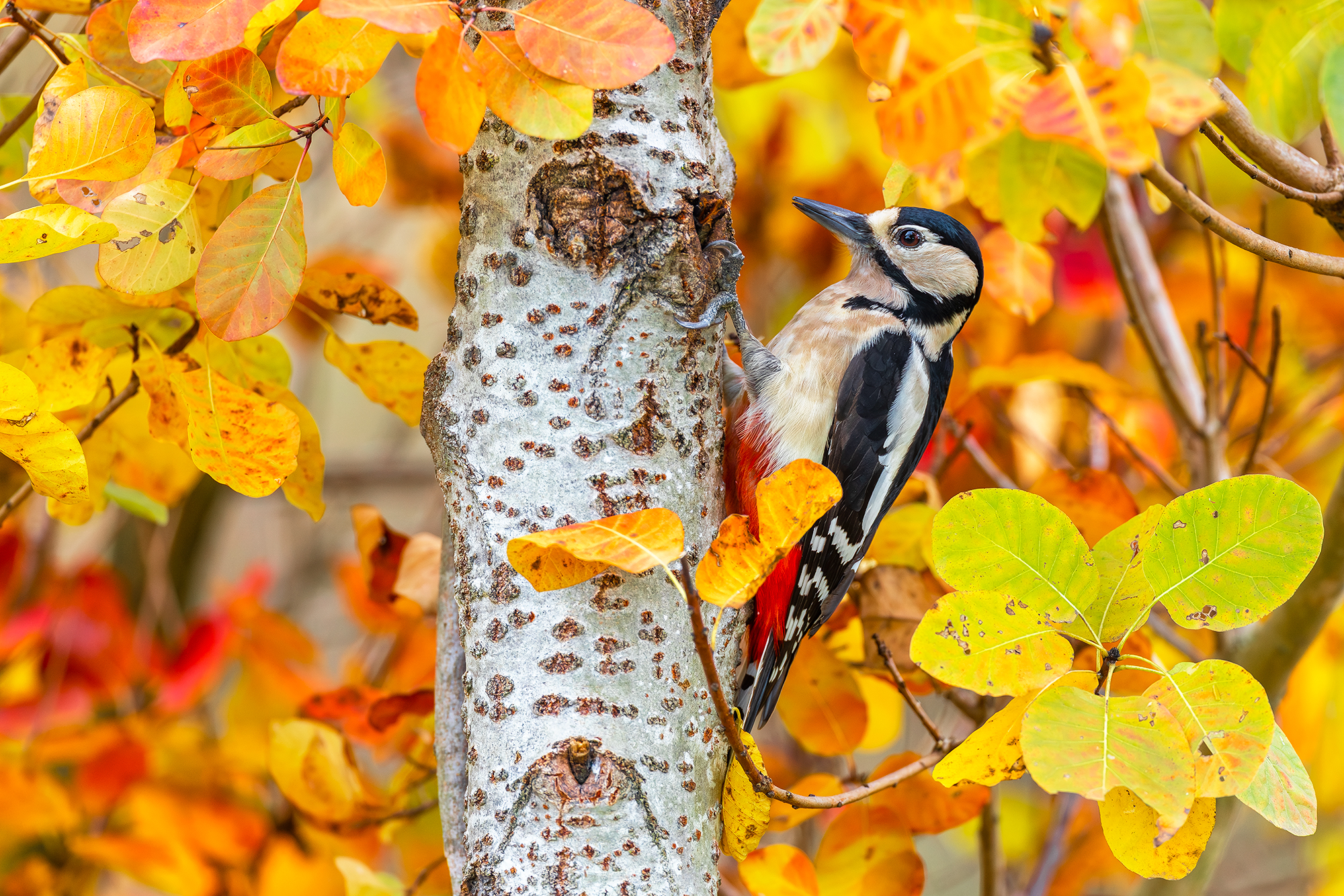 Picchio rosso maggiore autunnale