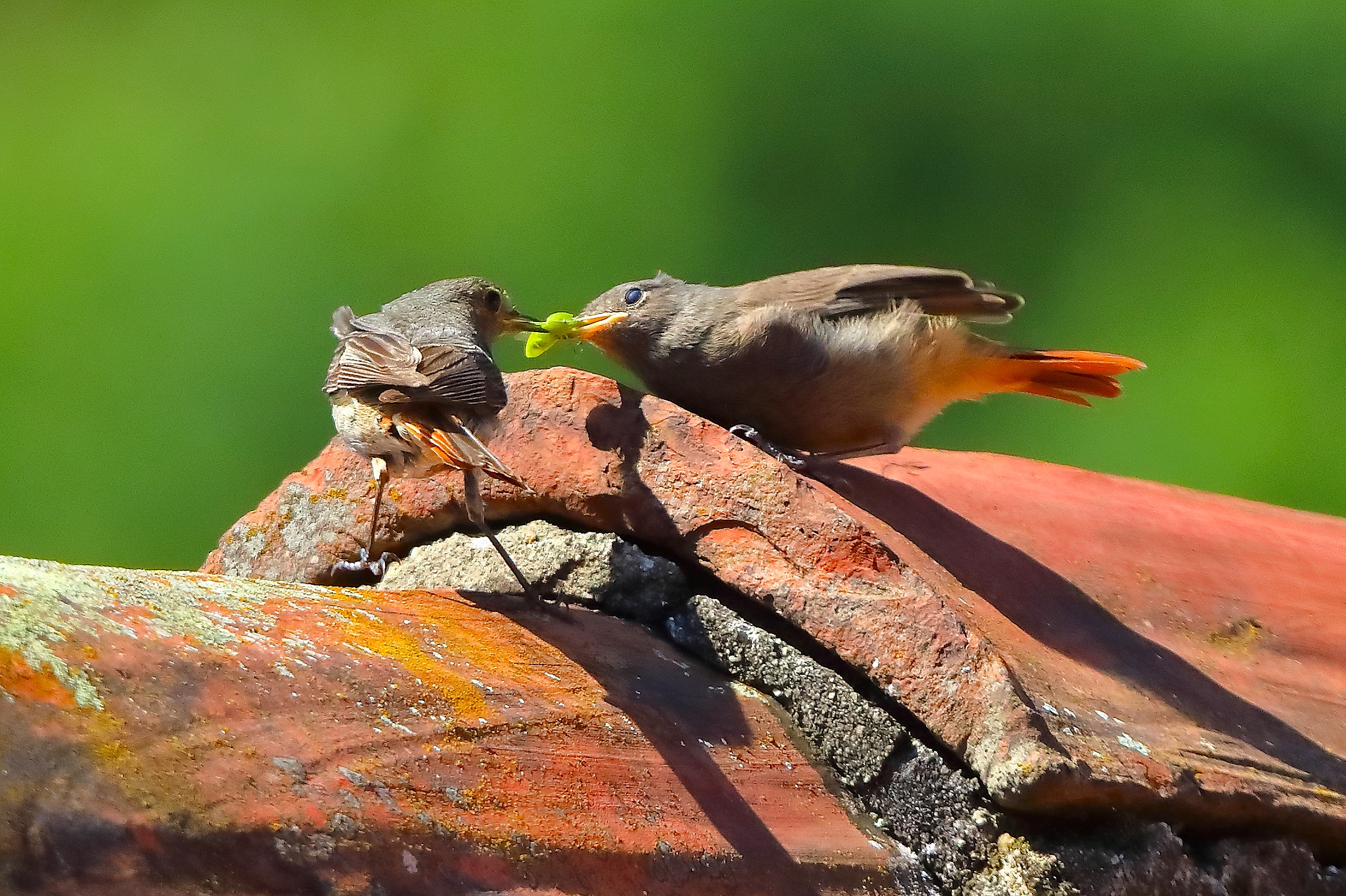 Codirtossi S 09 luglio 2025 - 0045