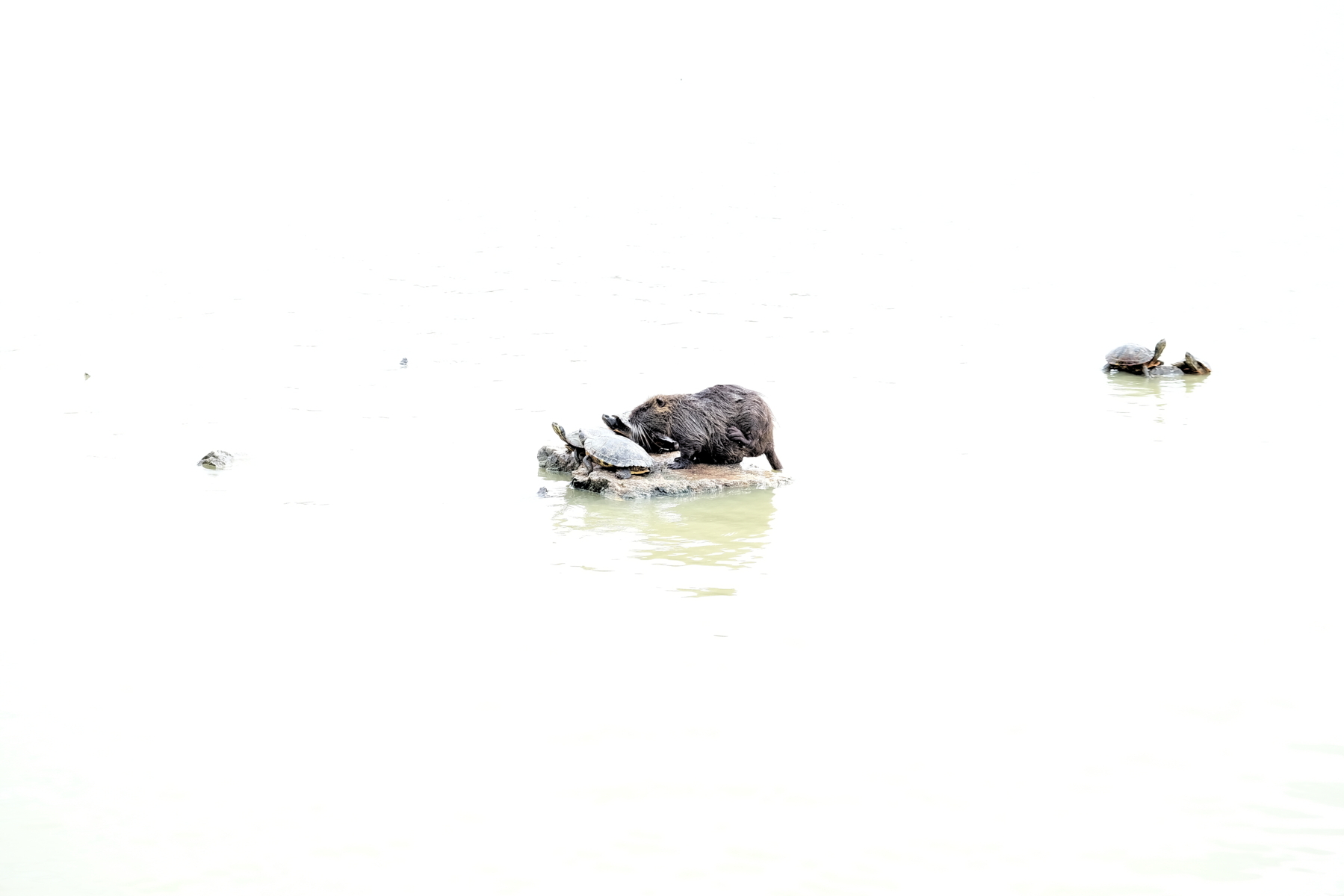 coexistence