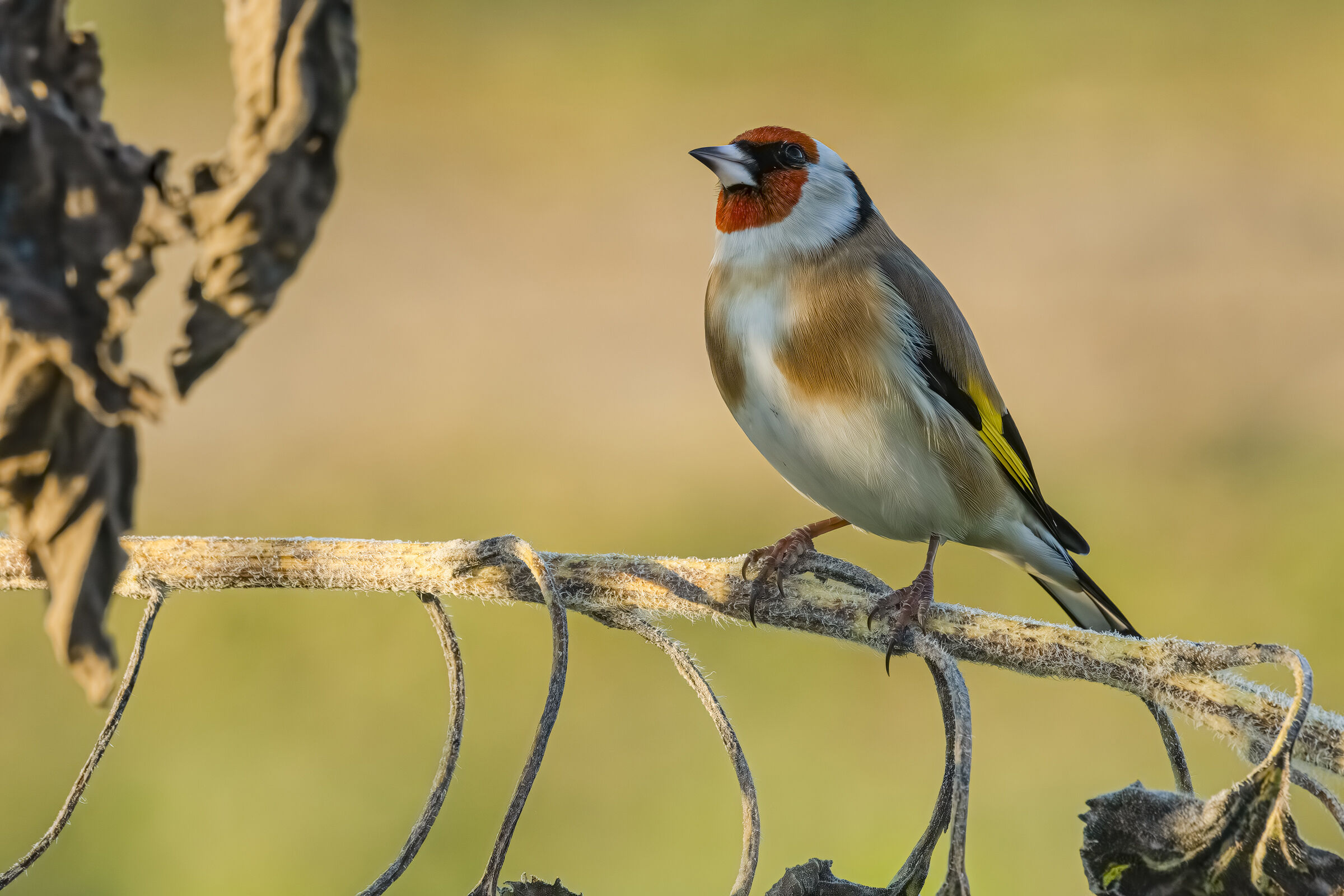 Goldfinch