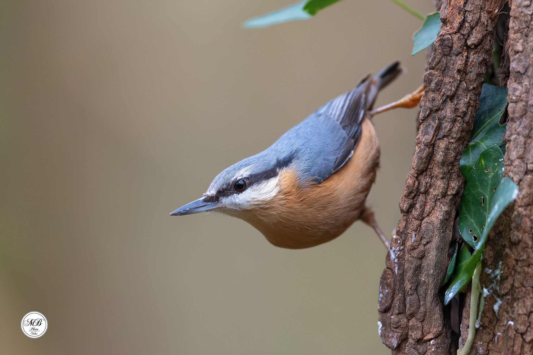 Wood nuthatch